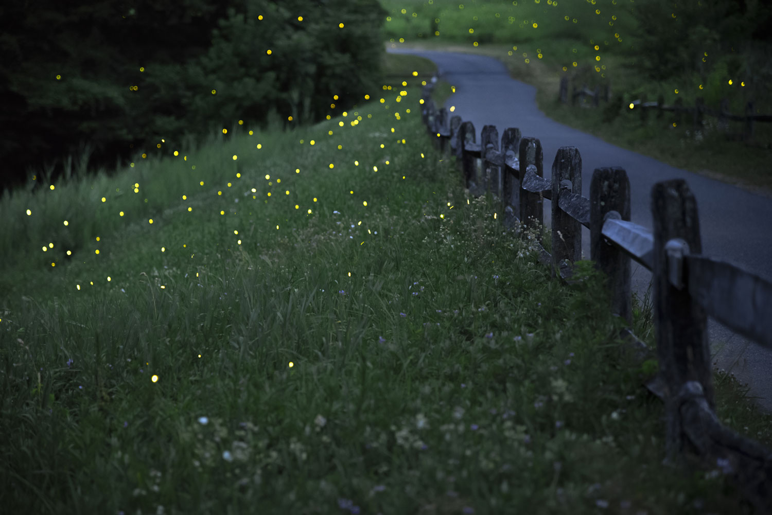 Fireflies lighting up in the dark along a narrow roadway.