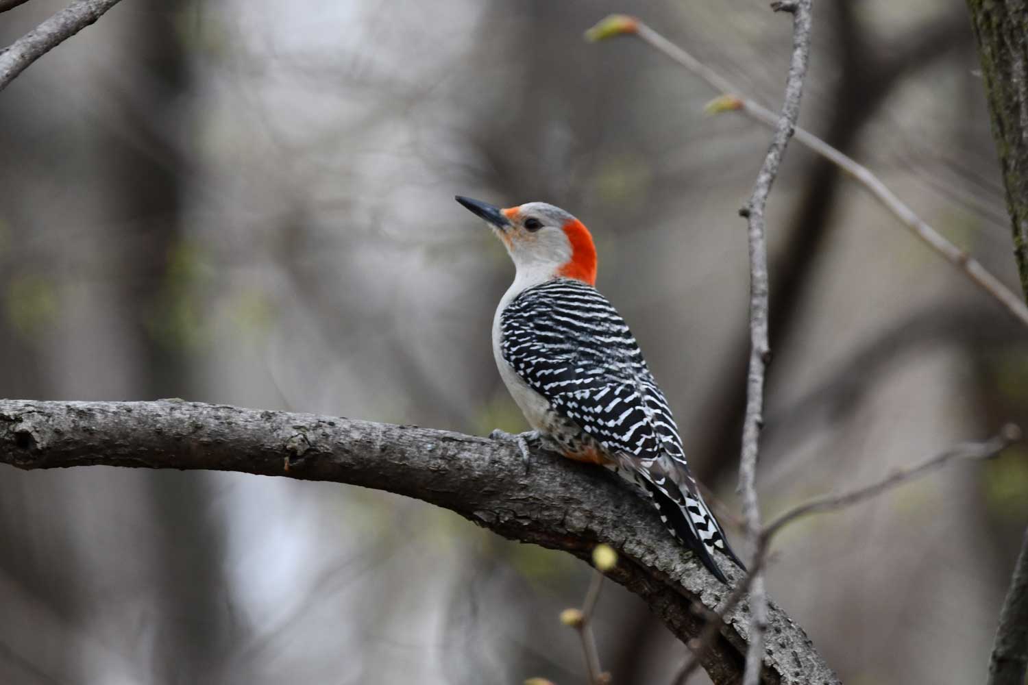 Red bellied woodpecker perched on a branch.