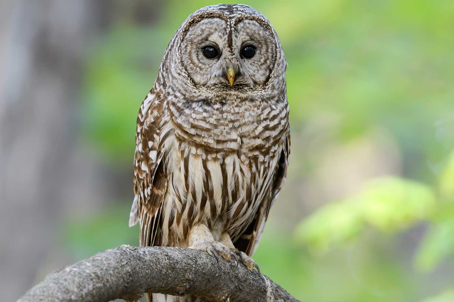 Barred owl perched on a branch.