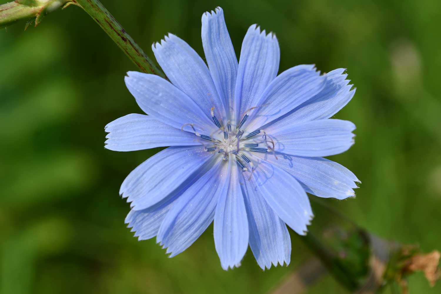 Chicory flower bloom.