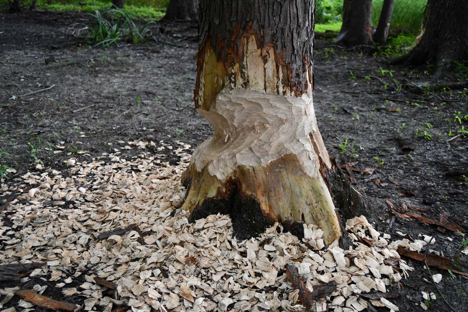 A tree that's been gnawed on by a beaver.