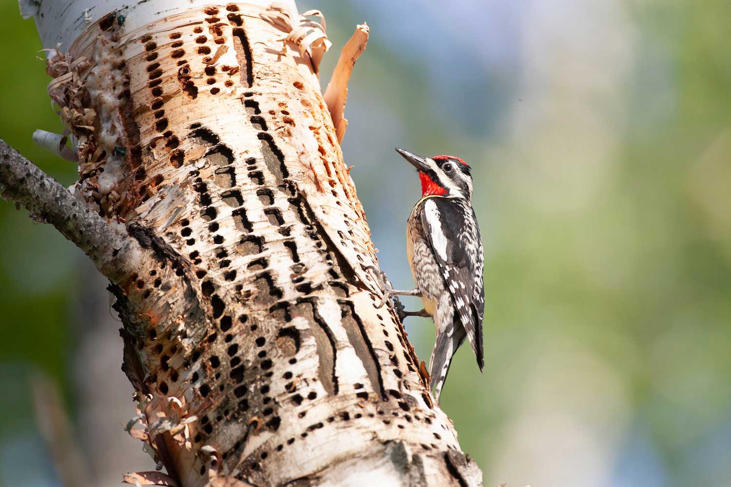 A yellow-bellied sapsucker on a tree full of sap wells.