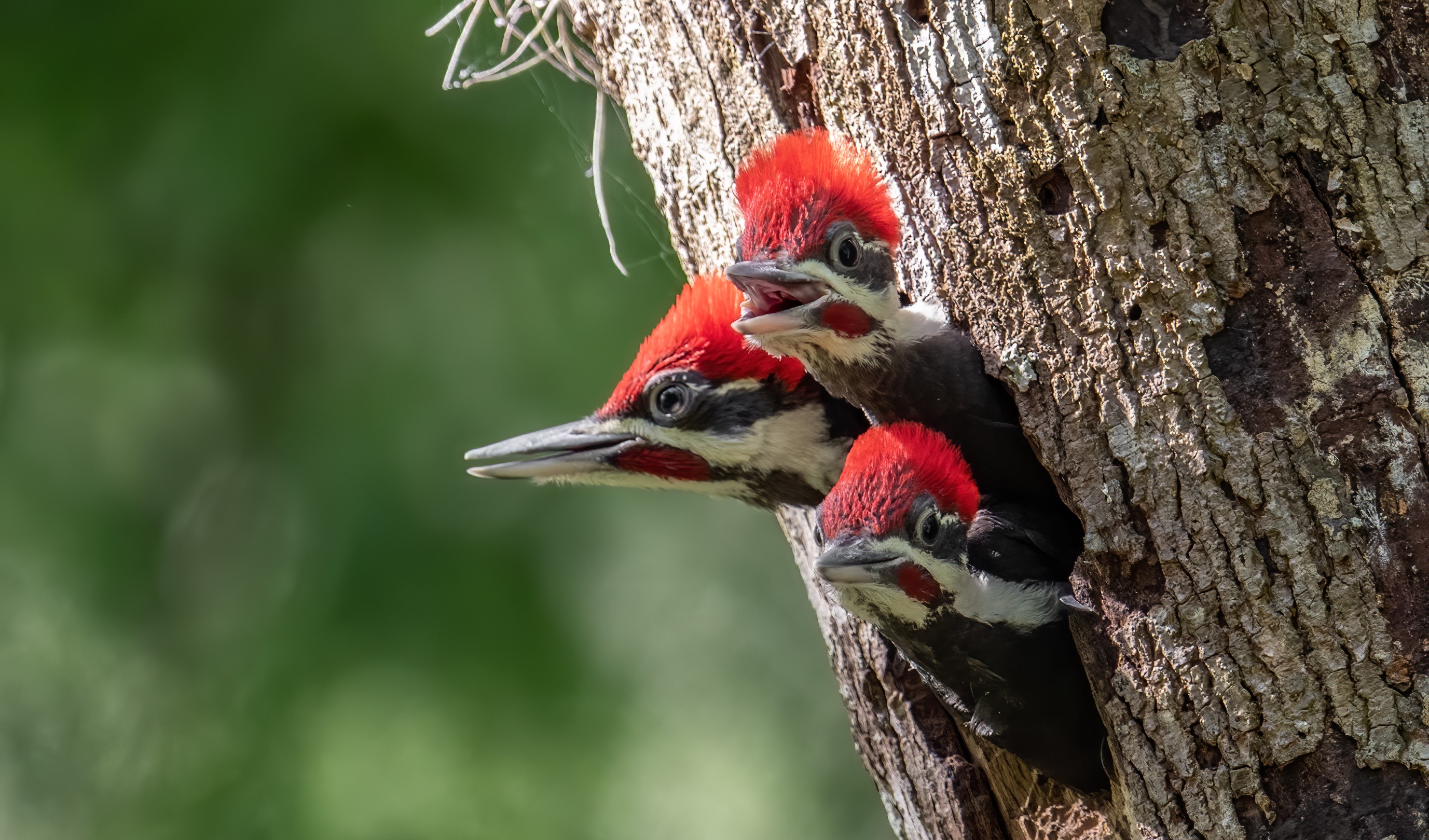 Pileated woodpeckers poking their head out of a tree cavity.