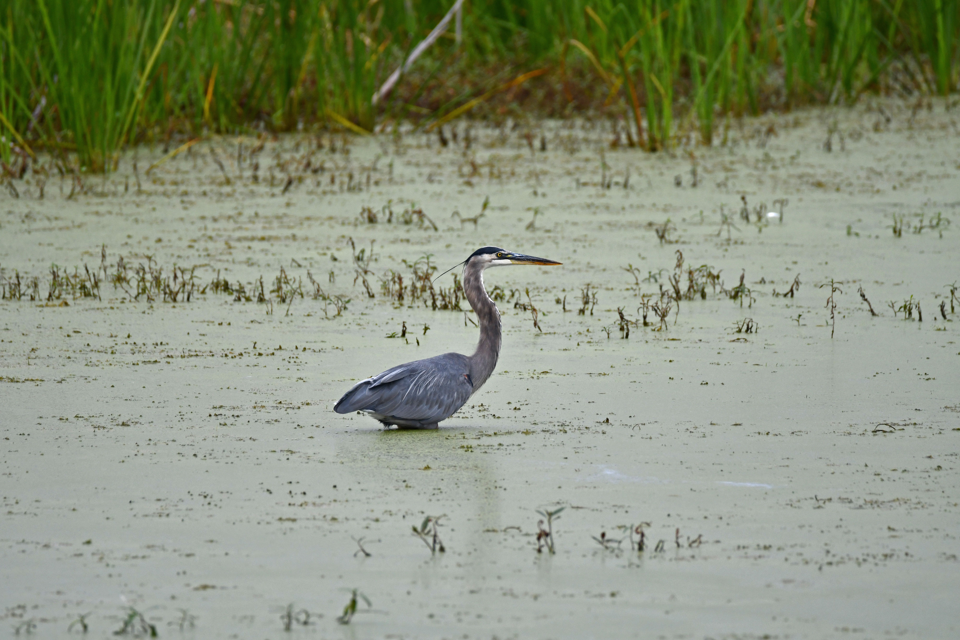 A great blue heron walking through water.