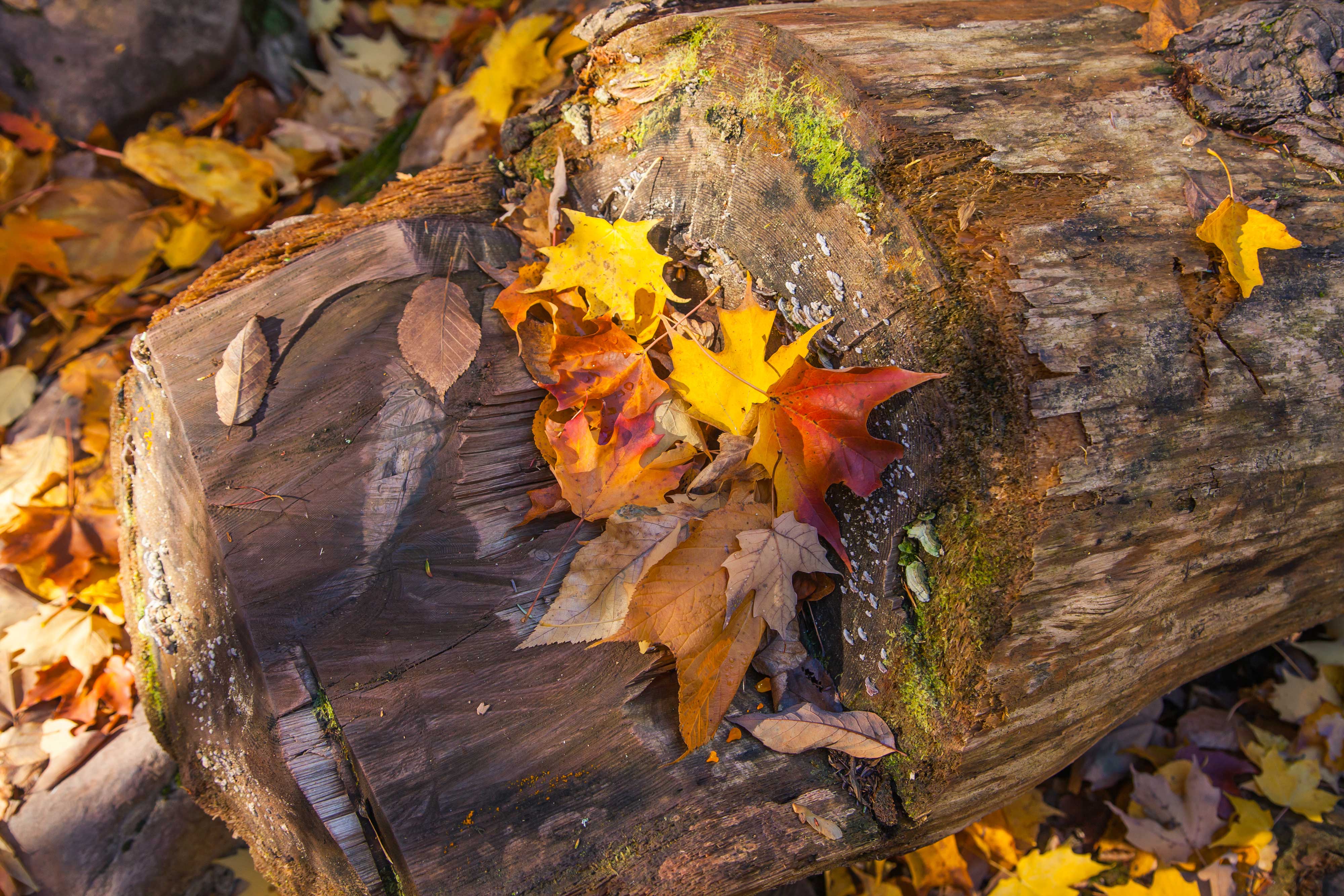 Fallen autumn leaves on a log.