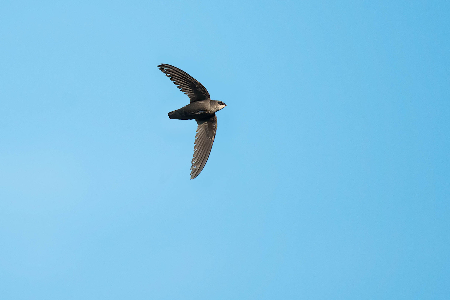 A chimney swift in flight.