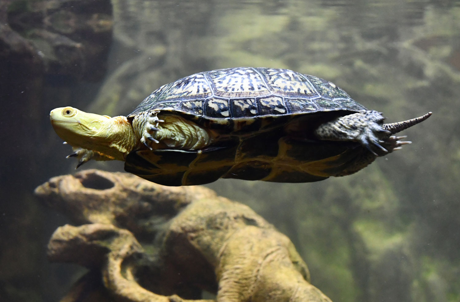 A Blanding's turtle swimming in water in a tank.
