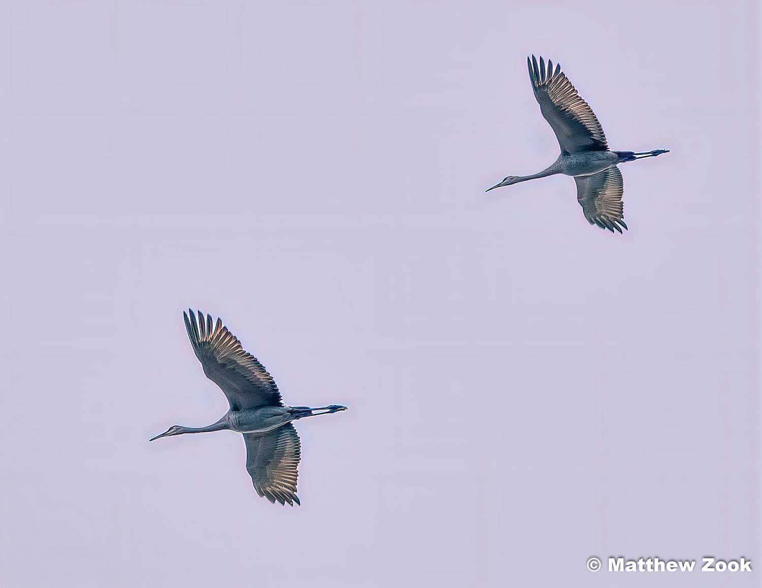 Two sandhill cranes flying overhead.