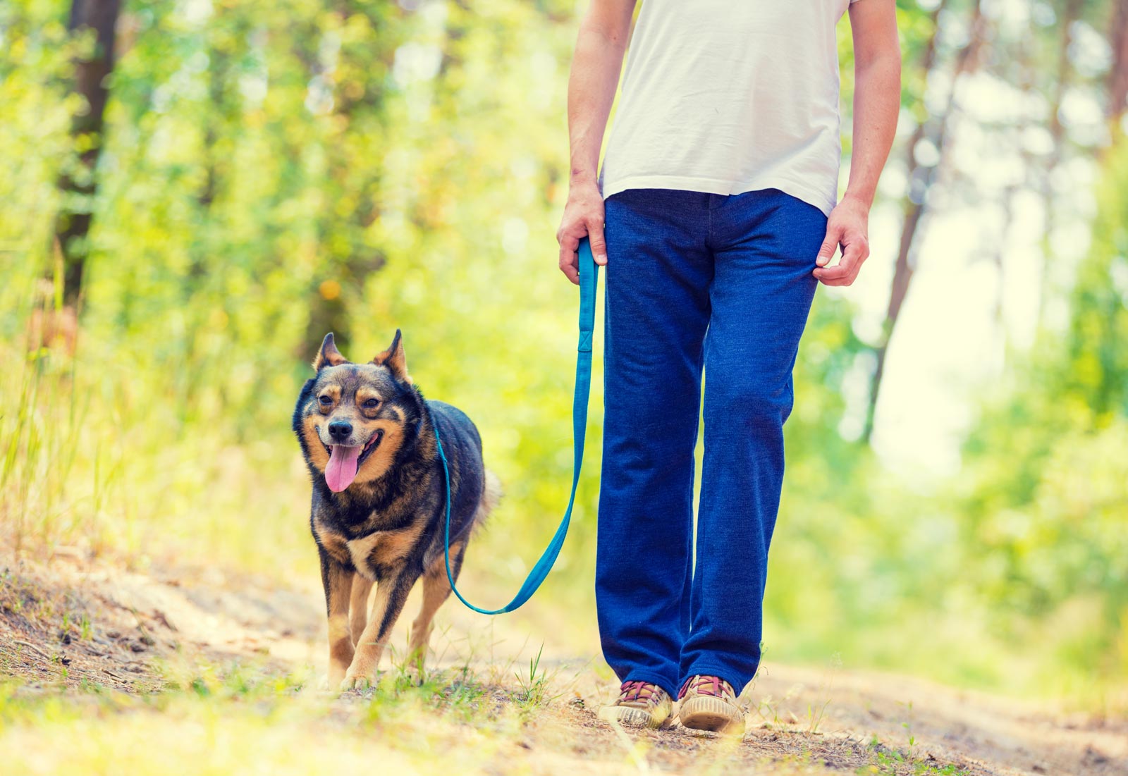 Dog walking on a trail