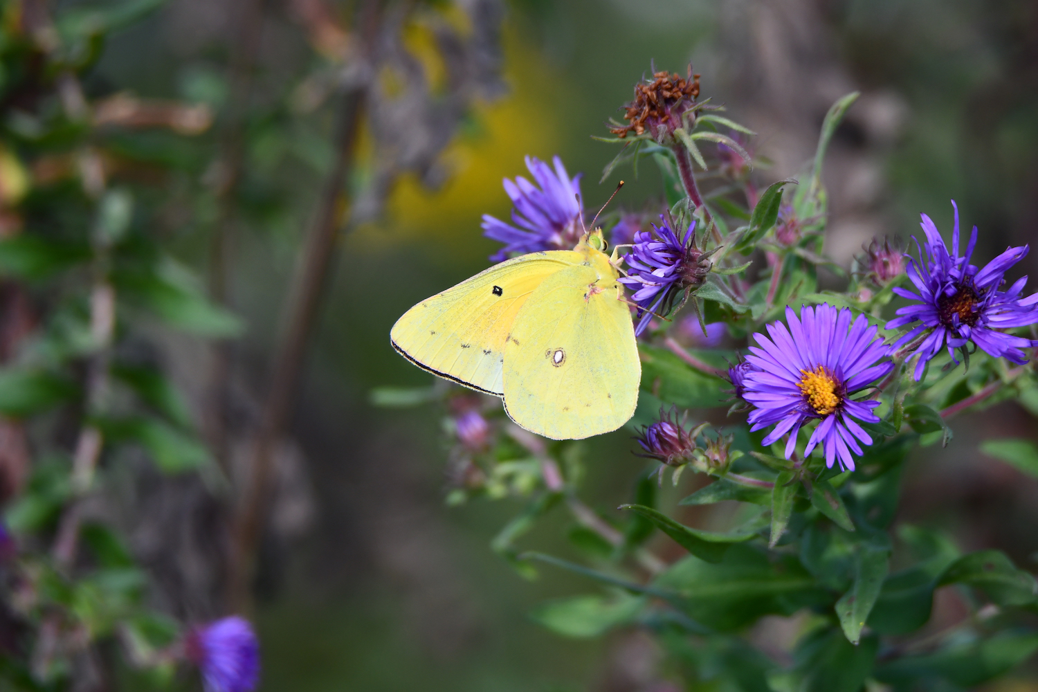 An orange sulphur butterfly on an aster bloom.