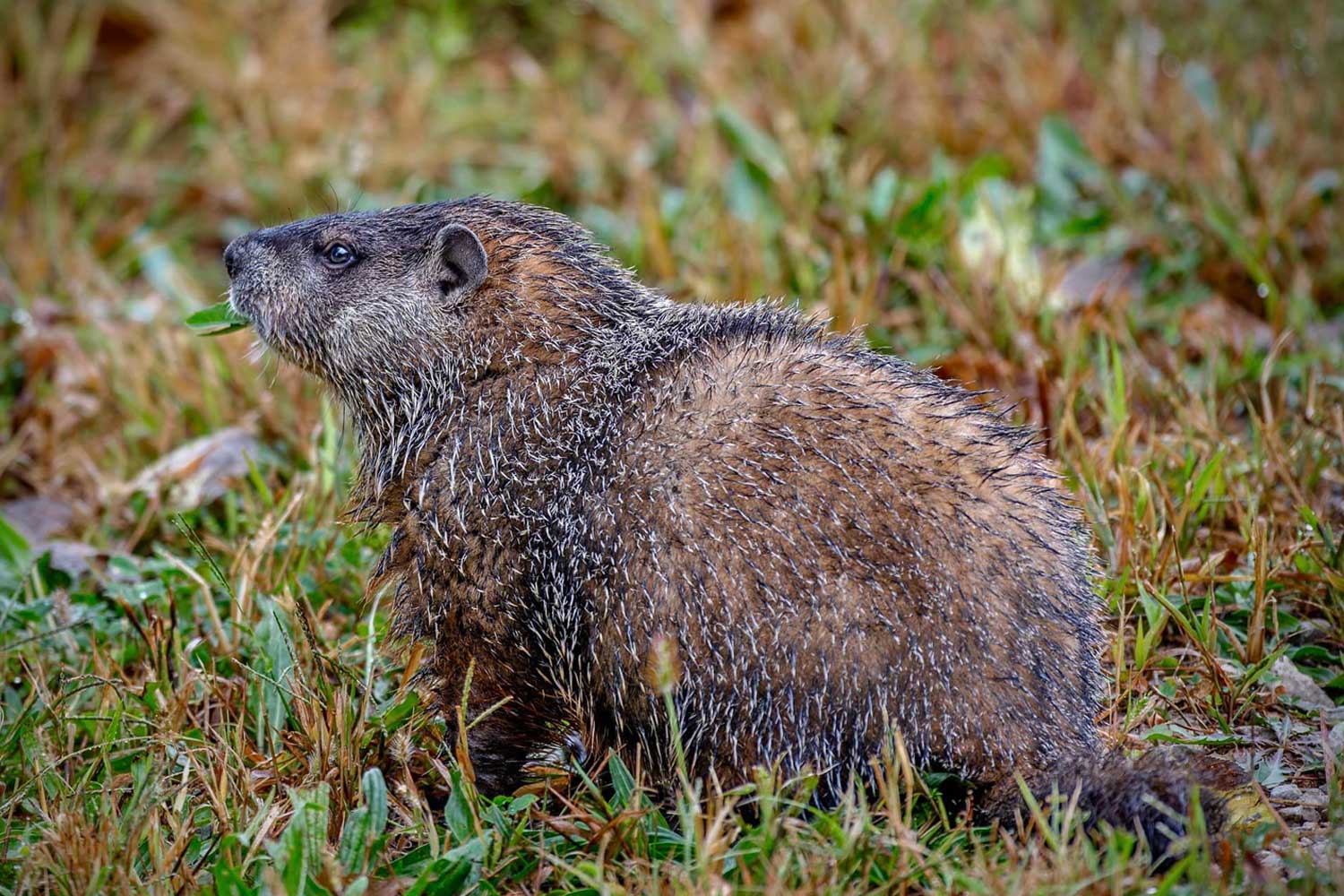 Groundhog standing in grass.