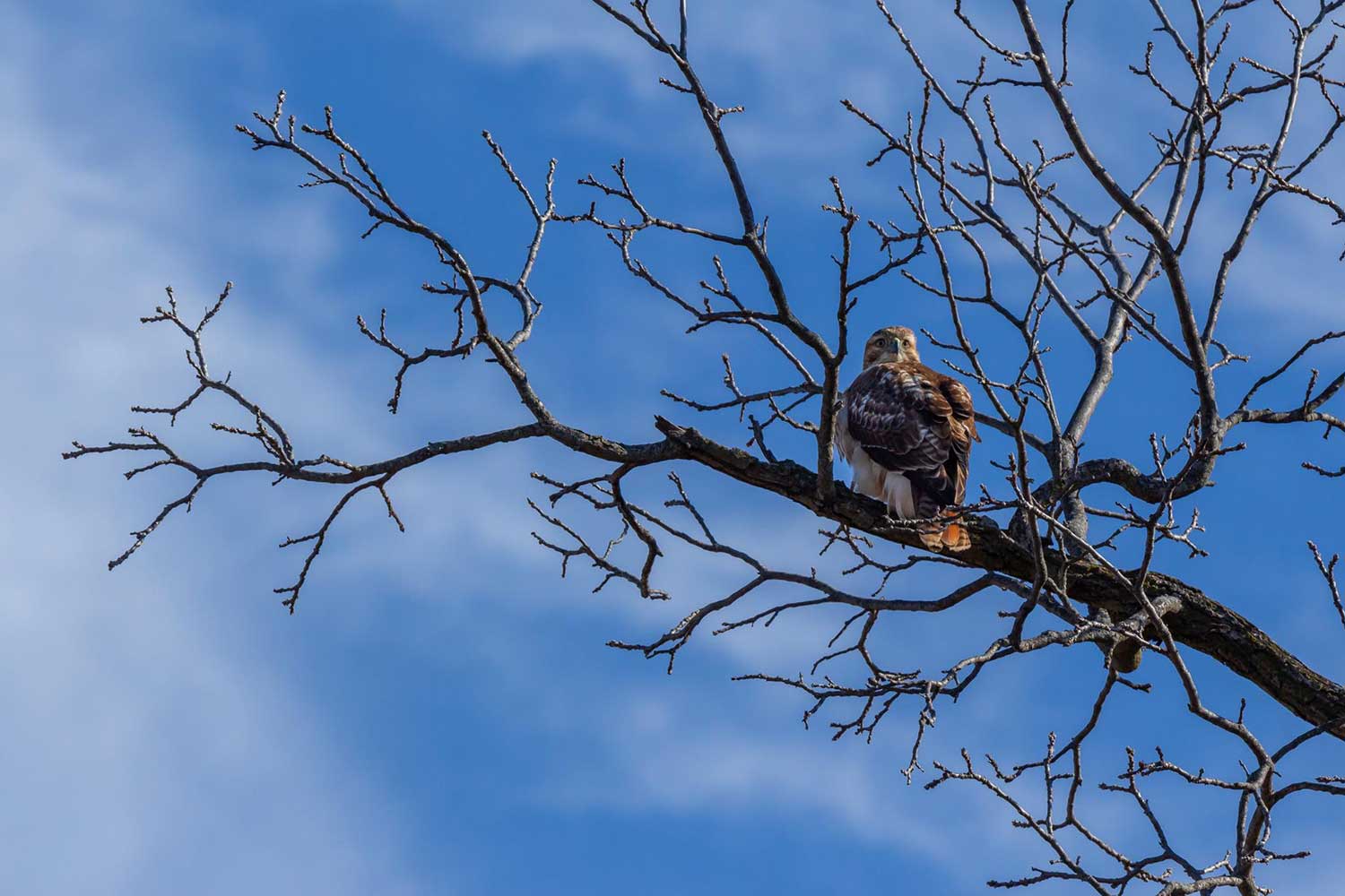 A red-tailed hawk perched on a bare tree branch with a blue sky and thin clouds in the background.