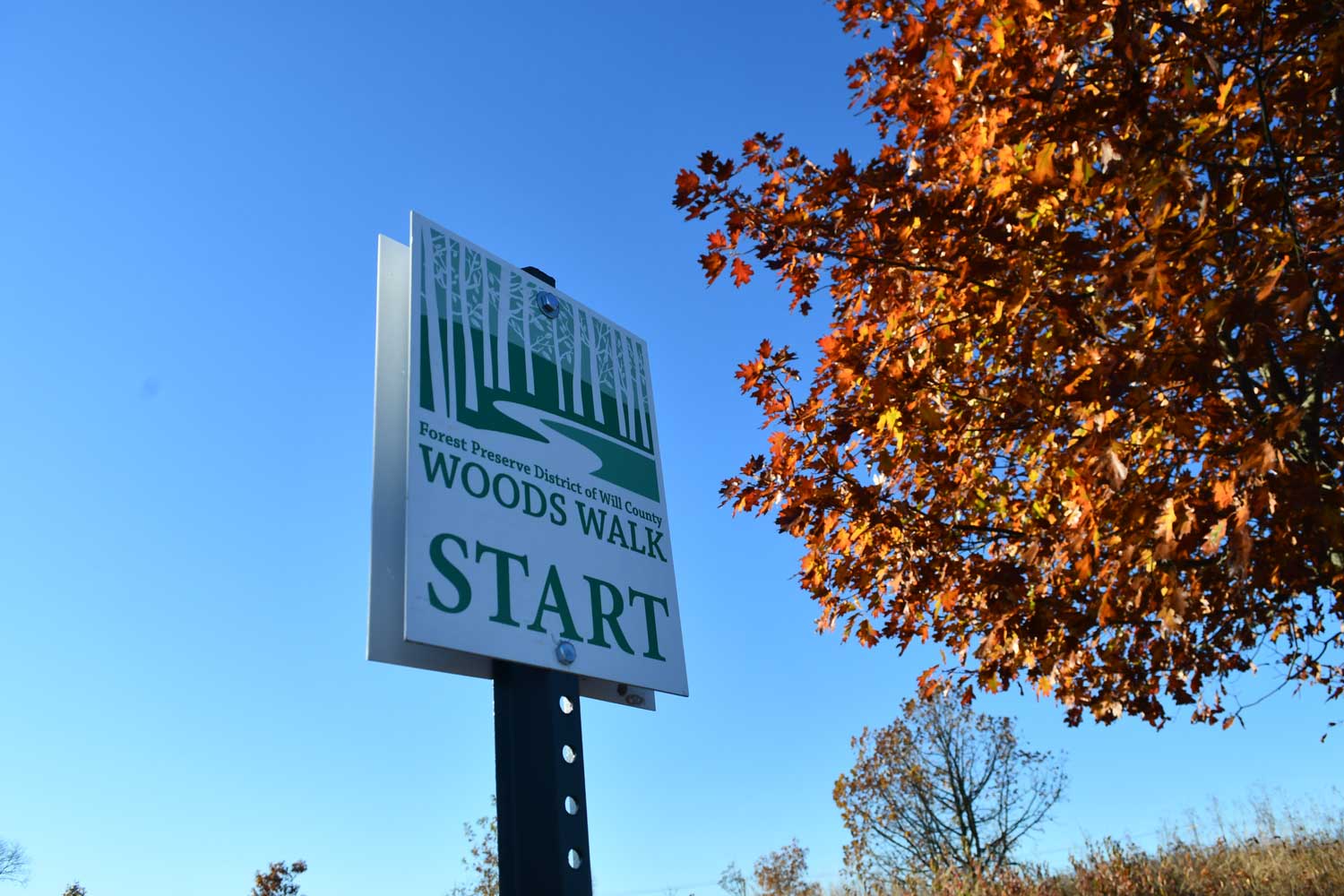 A Woods Walk start sign framed by blue sky and a tree with orangish-brown leaves to the right. 