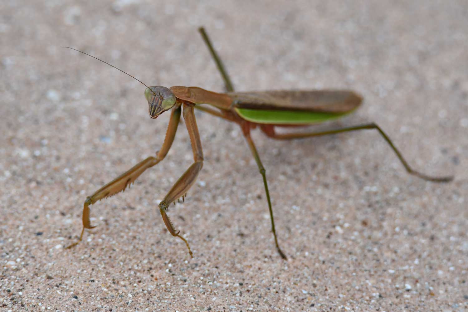 Praying mantis on a trail.