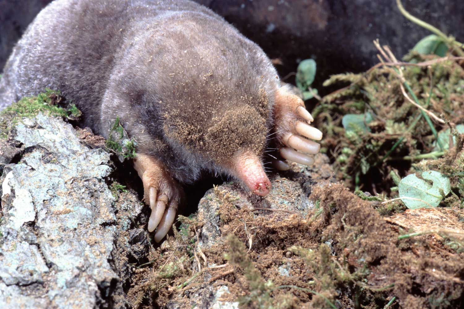 An eastern mole on the ground.