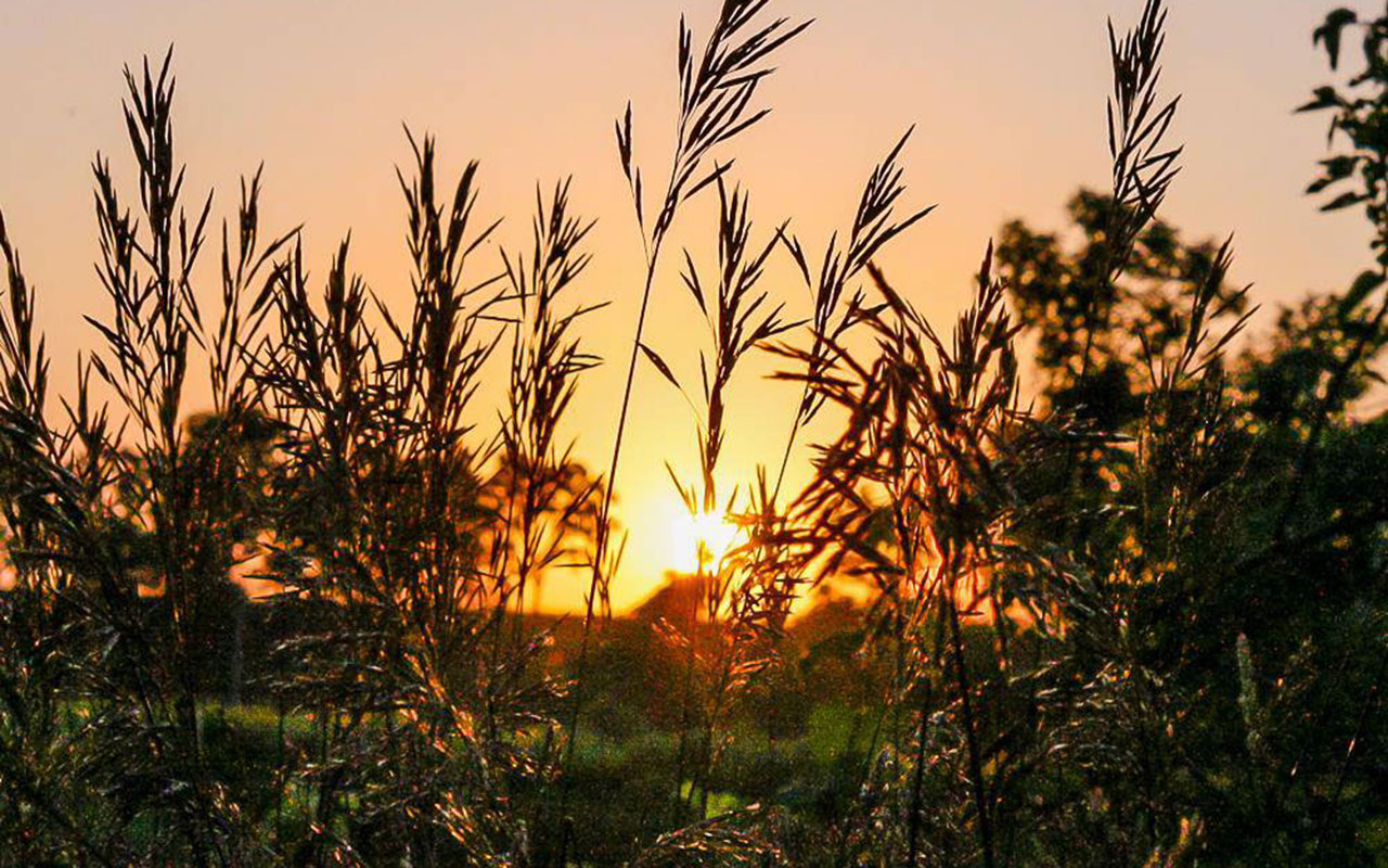 A sunset at Lockport Prairie Nature Preserve.