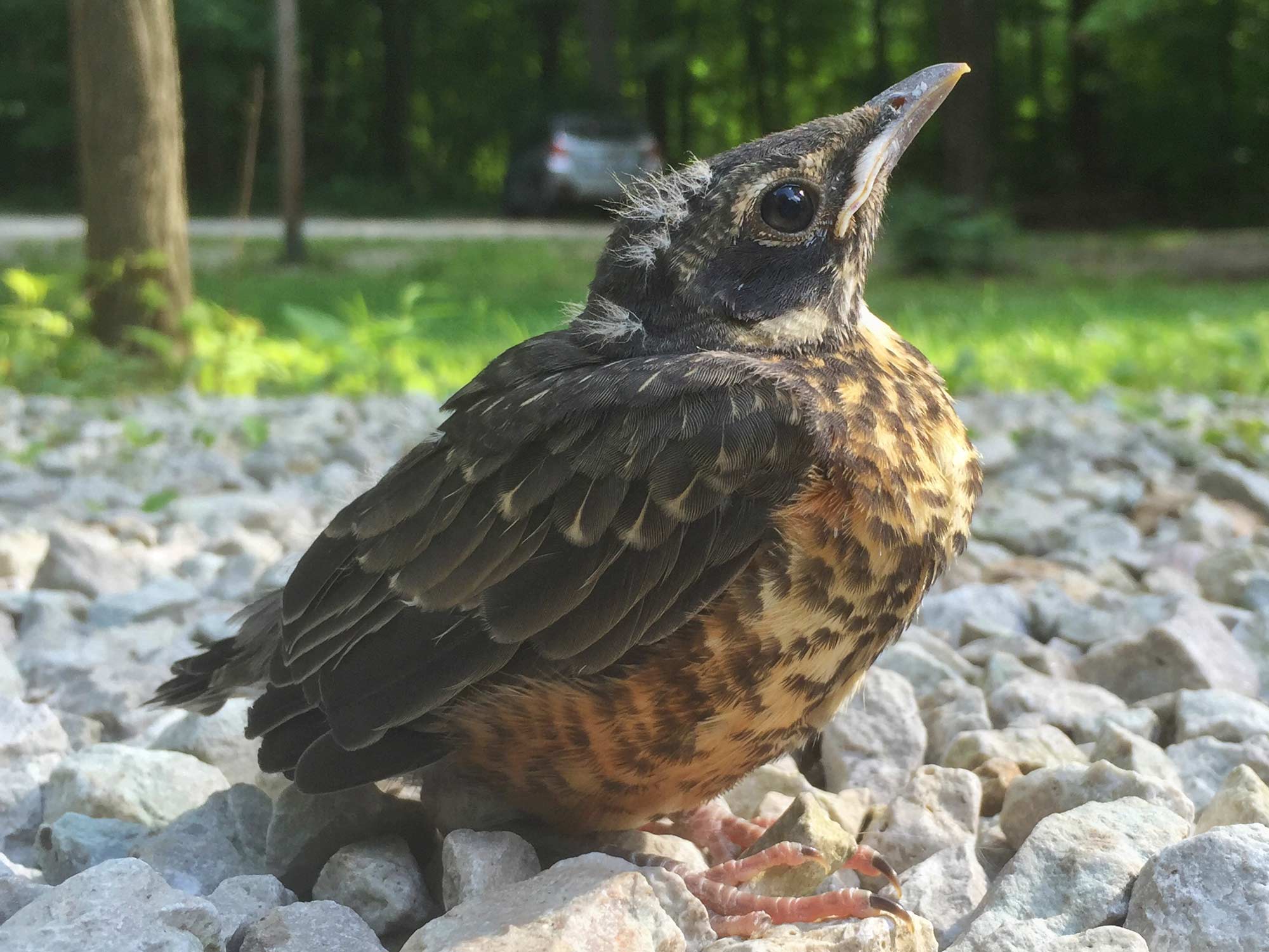 A young robin on the ground