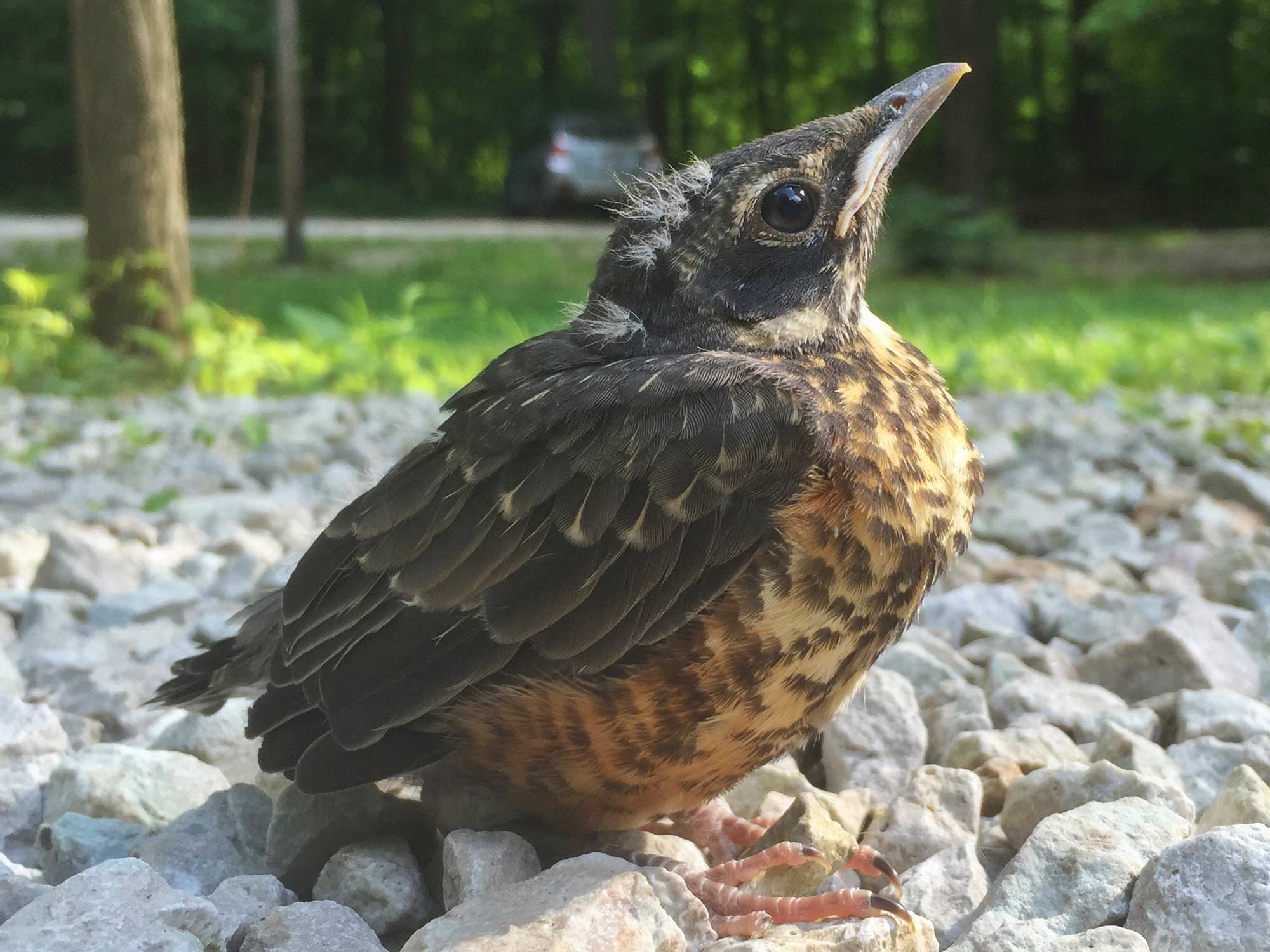 Nature curiosity: How do birds learn to fly?