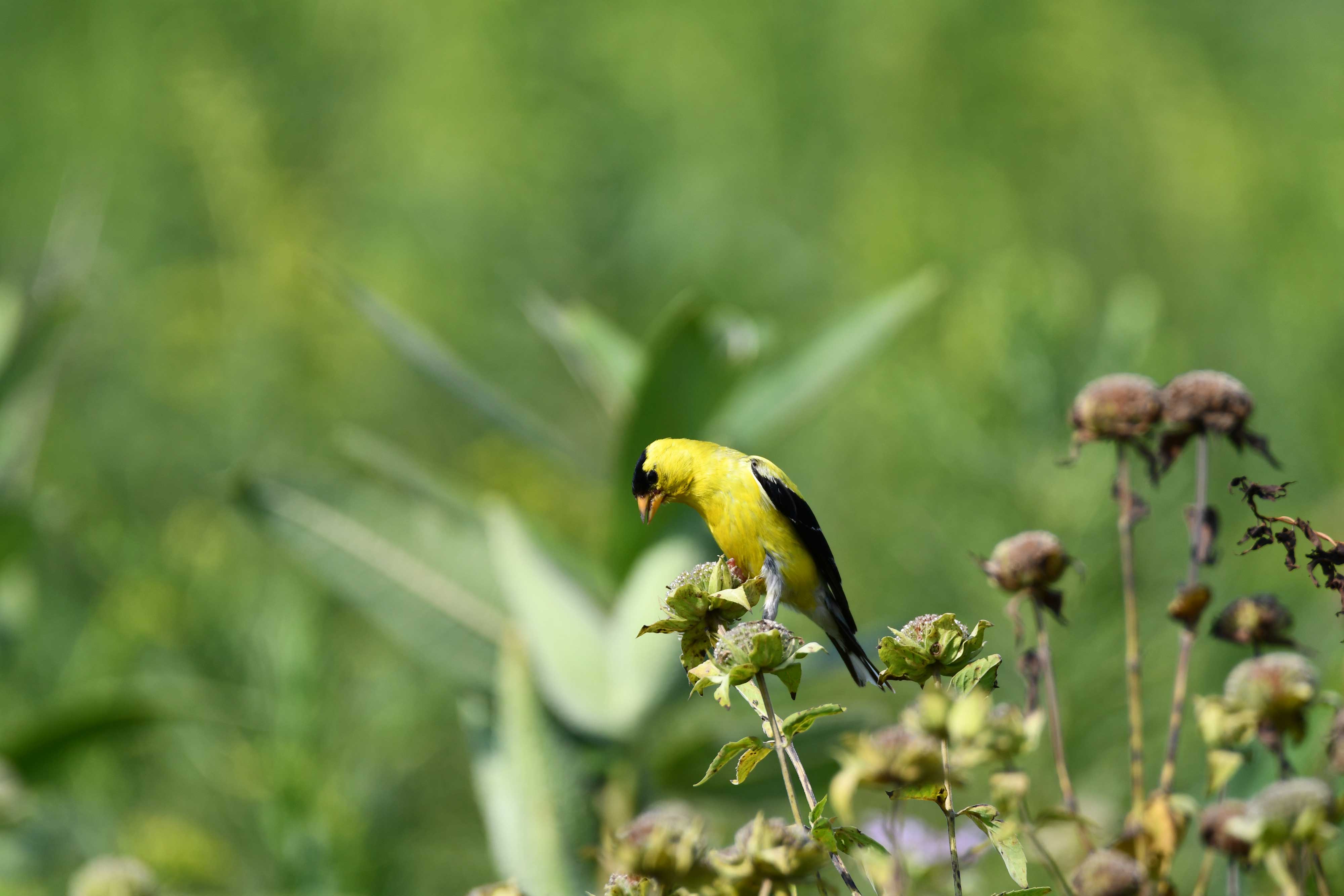 American goldfinch.