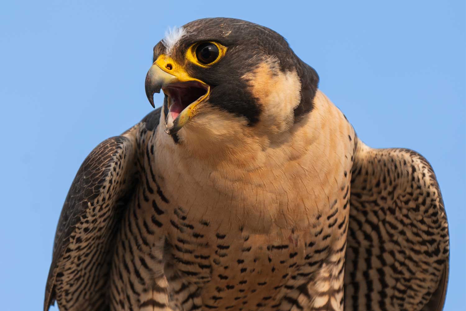 Close up of peregrine falcon calling with the sky in the background.