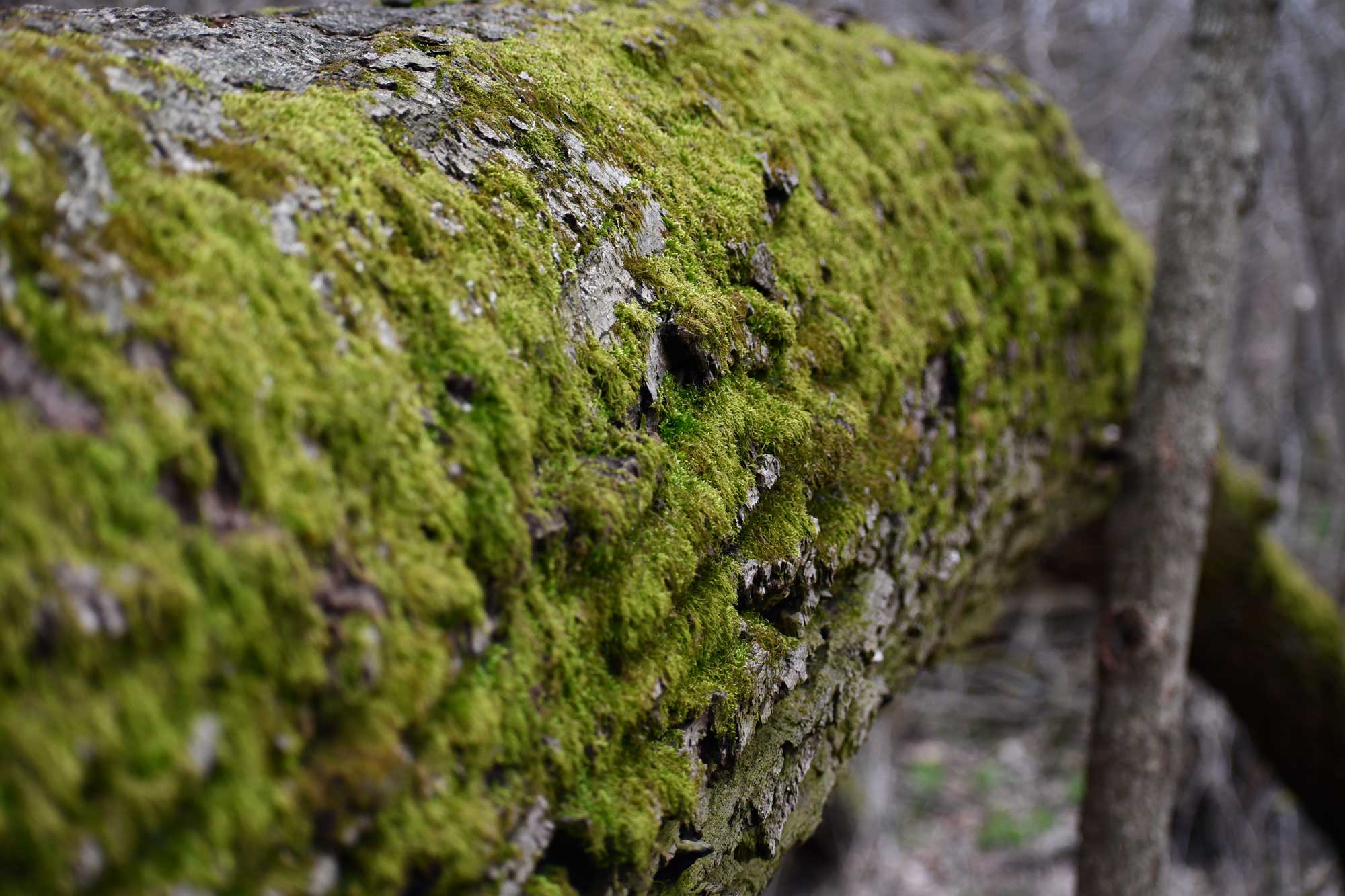 Close-up of green moss covering the rough bark of a fallen tree in O’Hara Woods.