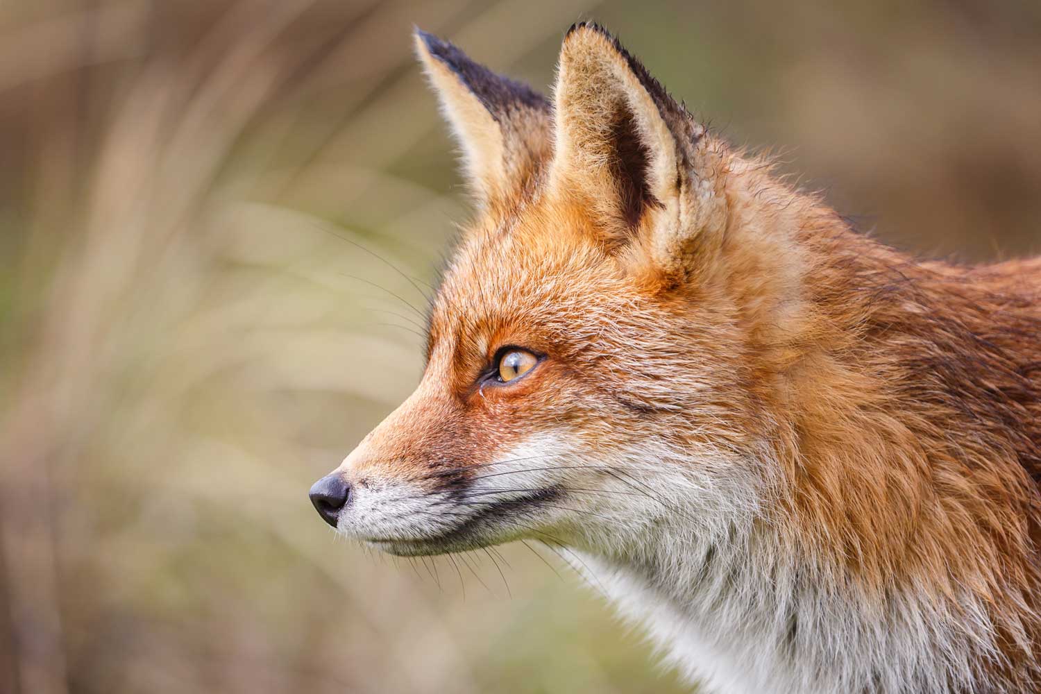 Close up of a red fox.