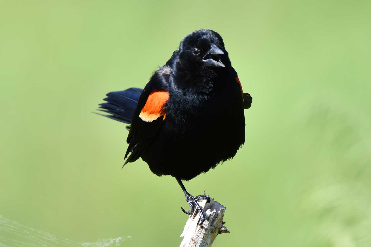 Male red-winged blackbird perched atop vegetation.