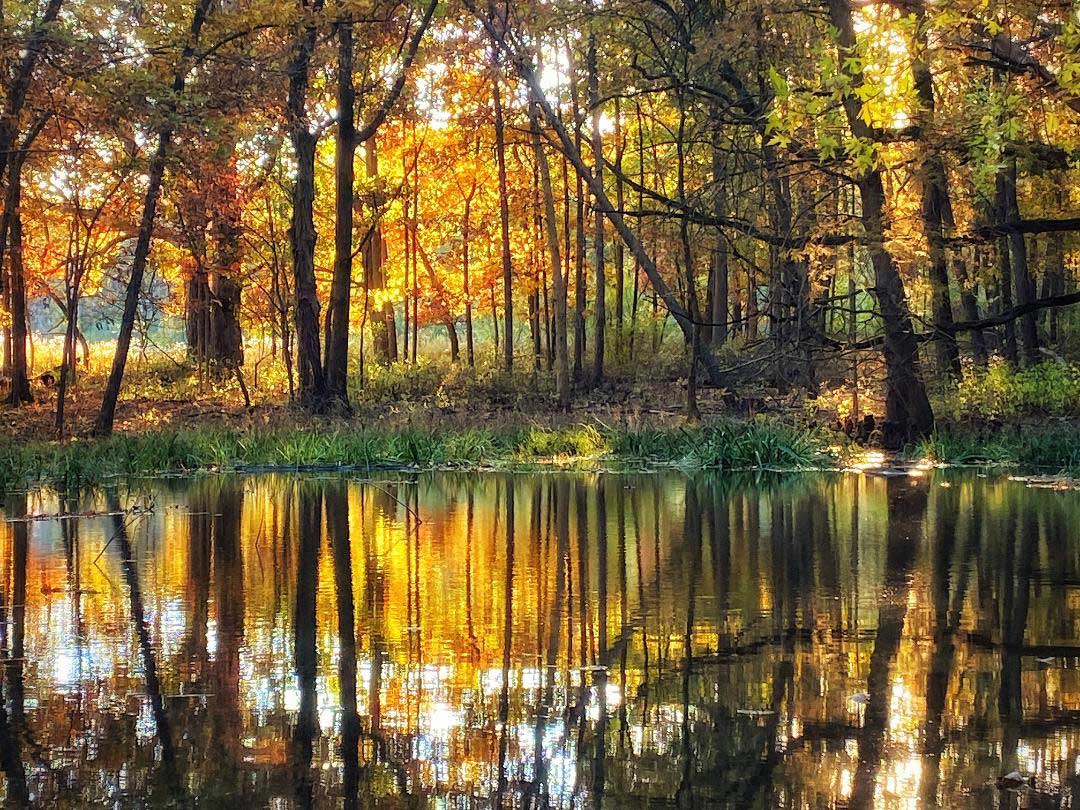 Trees with orange and yellow leaves reflected in a pond.