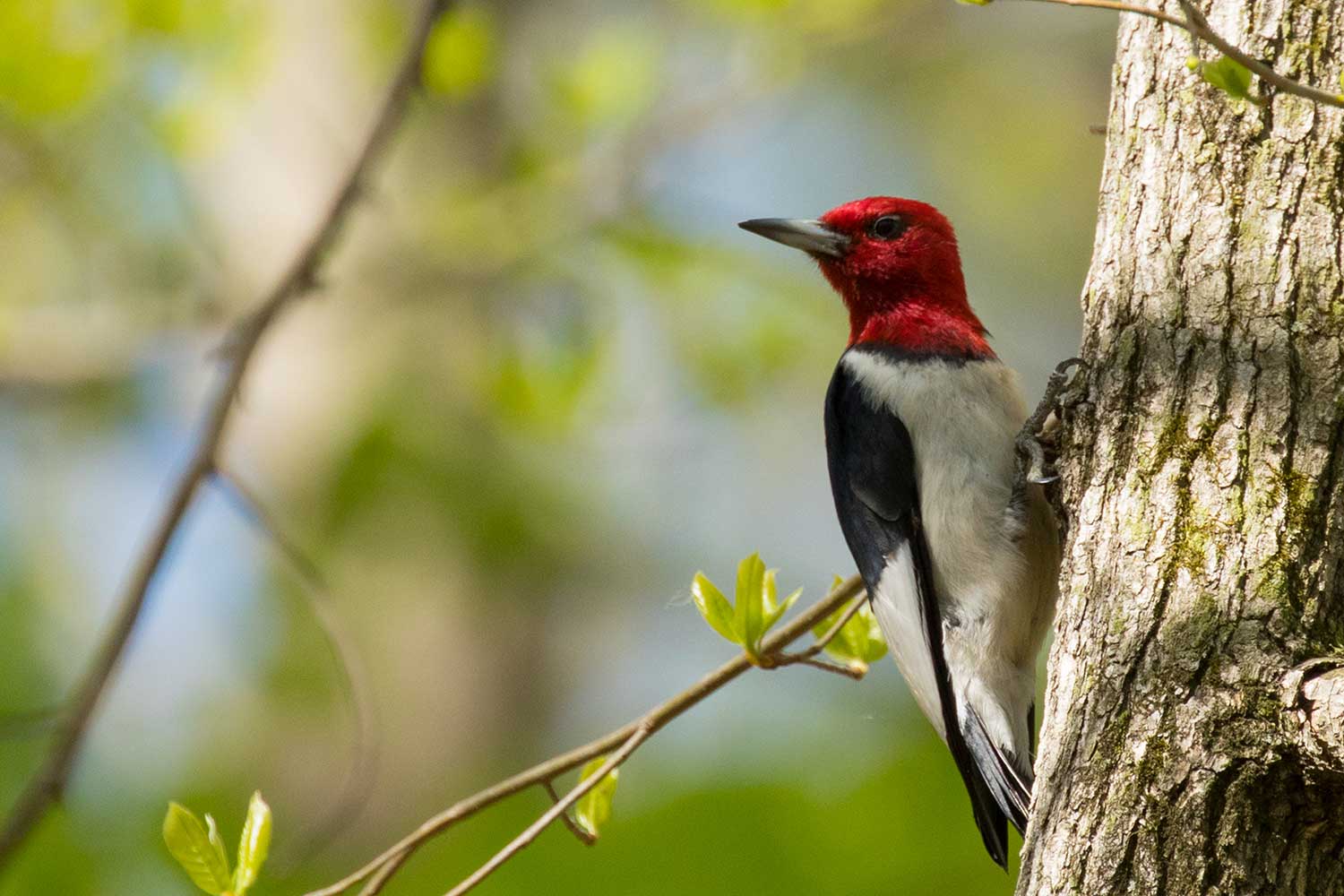 A red-headed woodpecker standing on the side of a tree trunk with its head looking away..