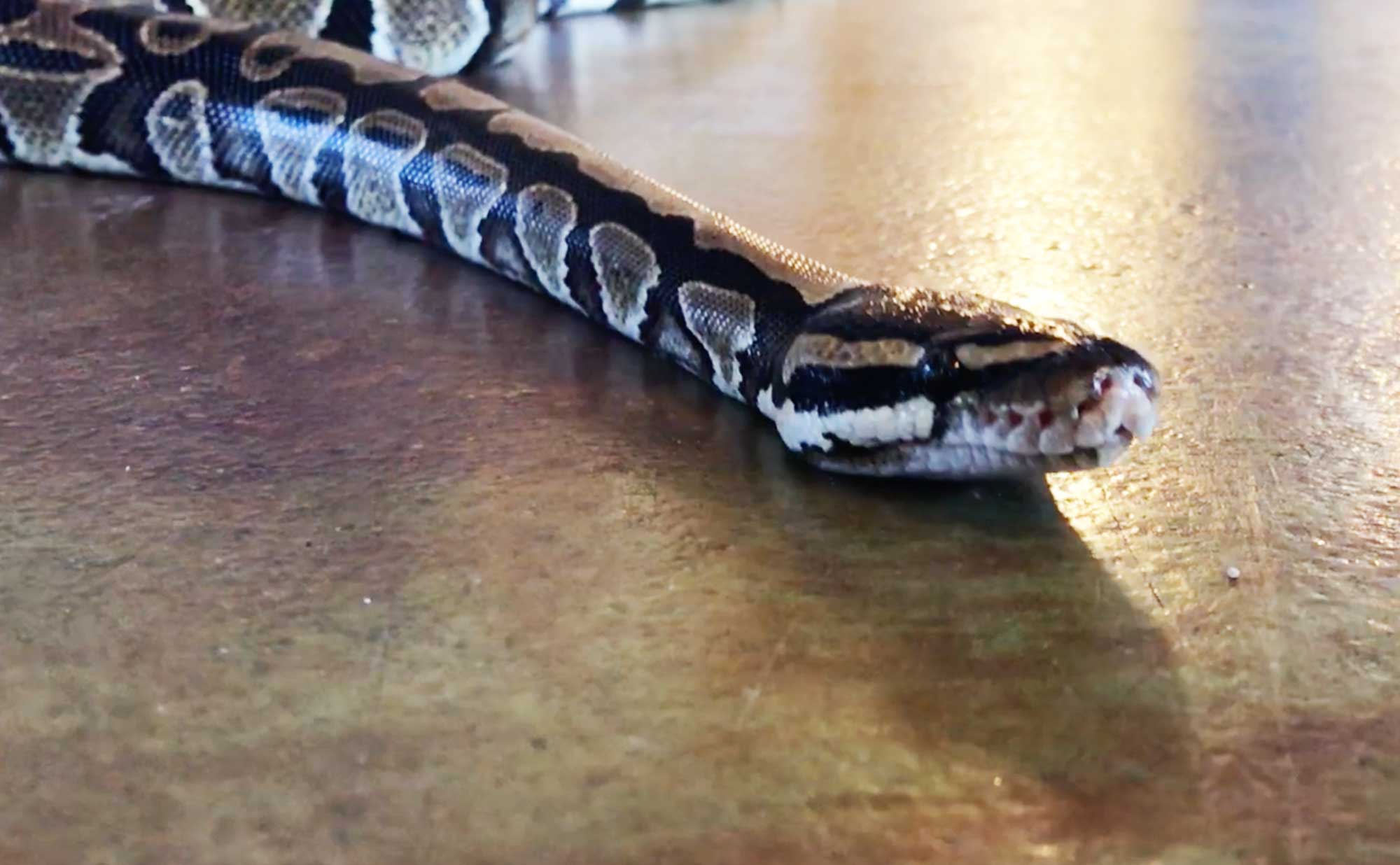 A ball python on the floor of a nature center.