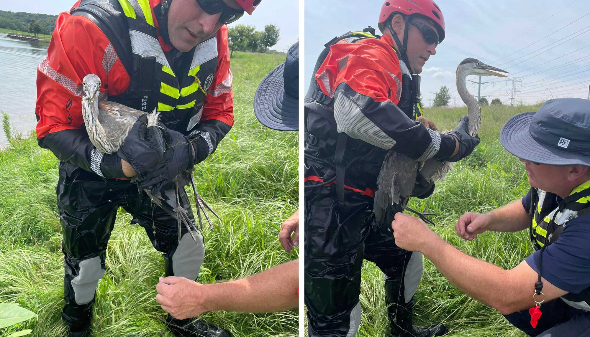 Firefighters work to free a great blue heron that was tangled in fishing line.