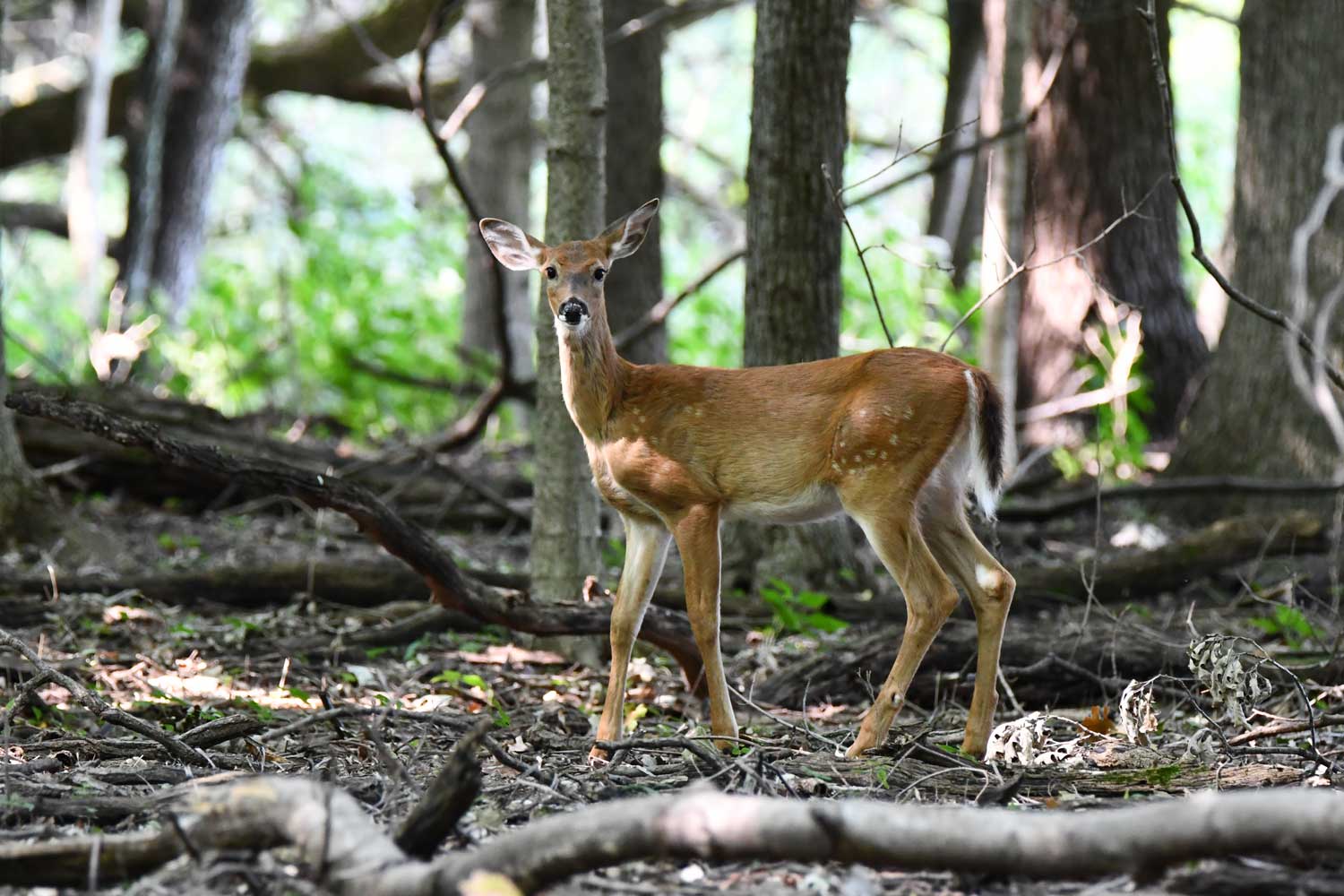 White tailed deer standing amongst downed branches and trees.