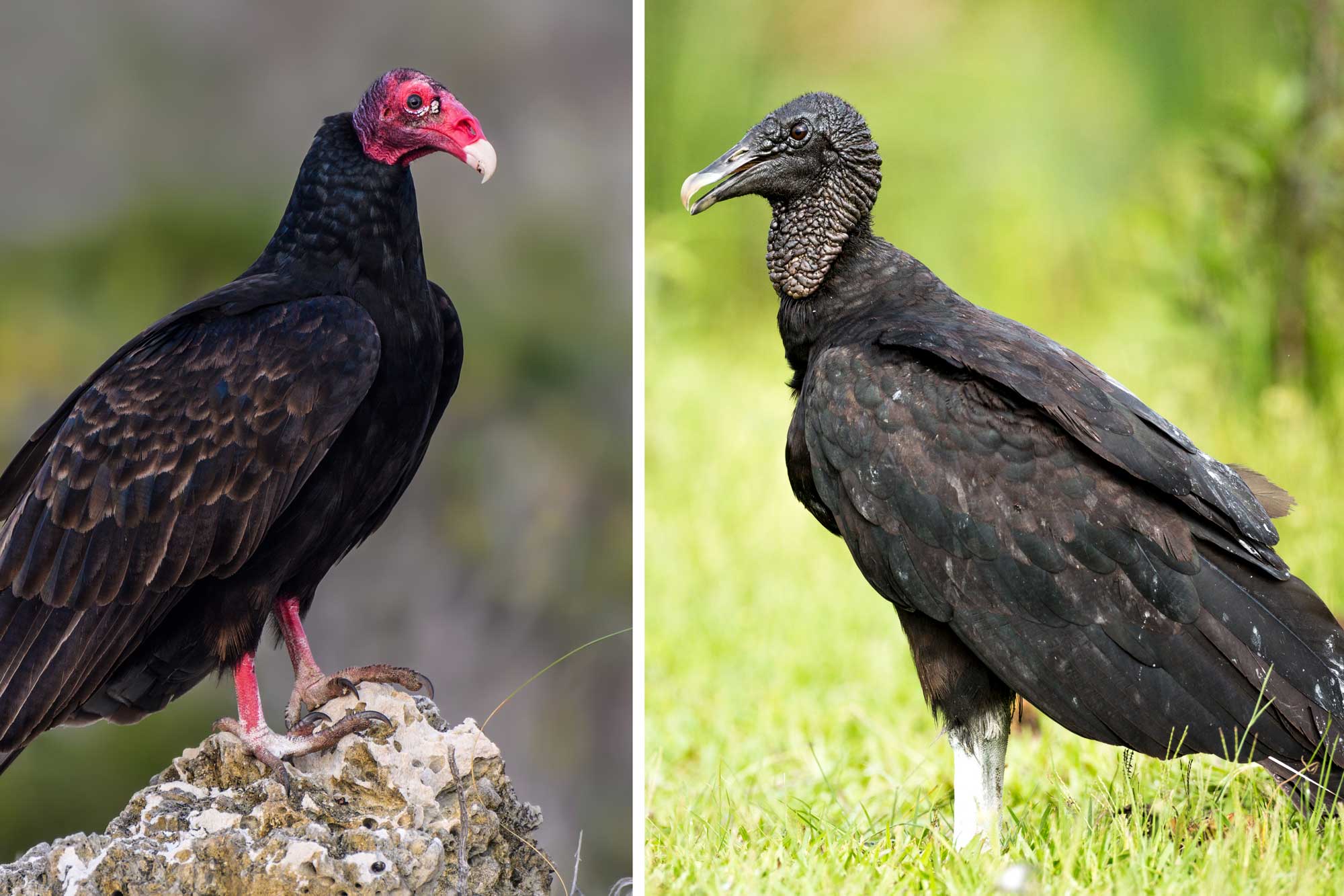  A side-by-side comparison of a turkey vulture and black vulture