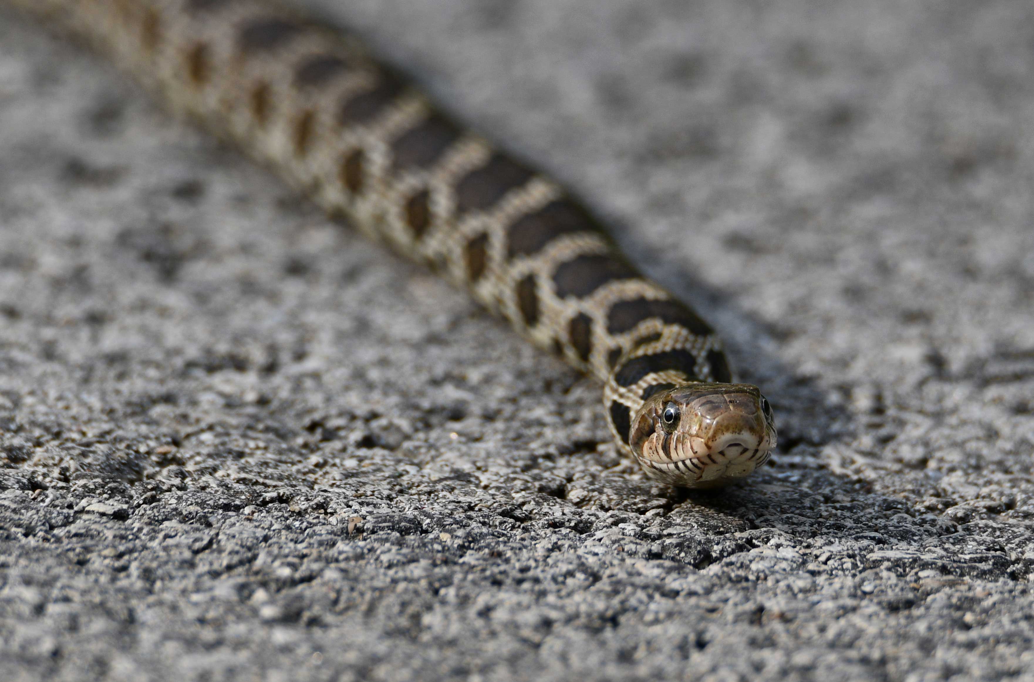 A fox snake slithering towards the camera.