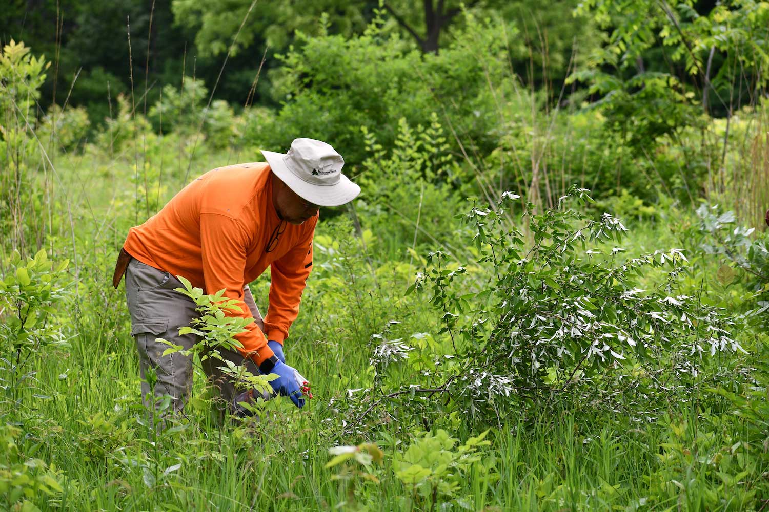 A person bent over in a grassy area clearing vegetation.