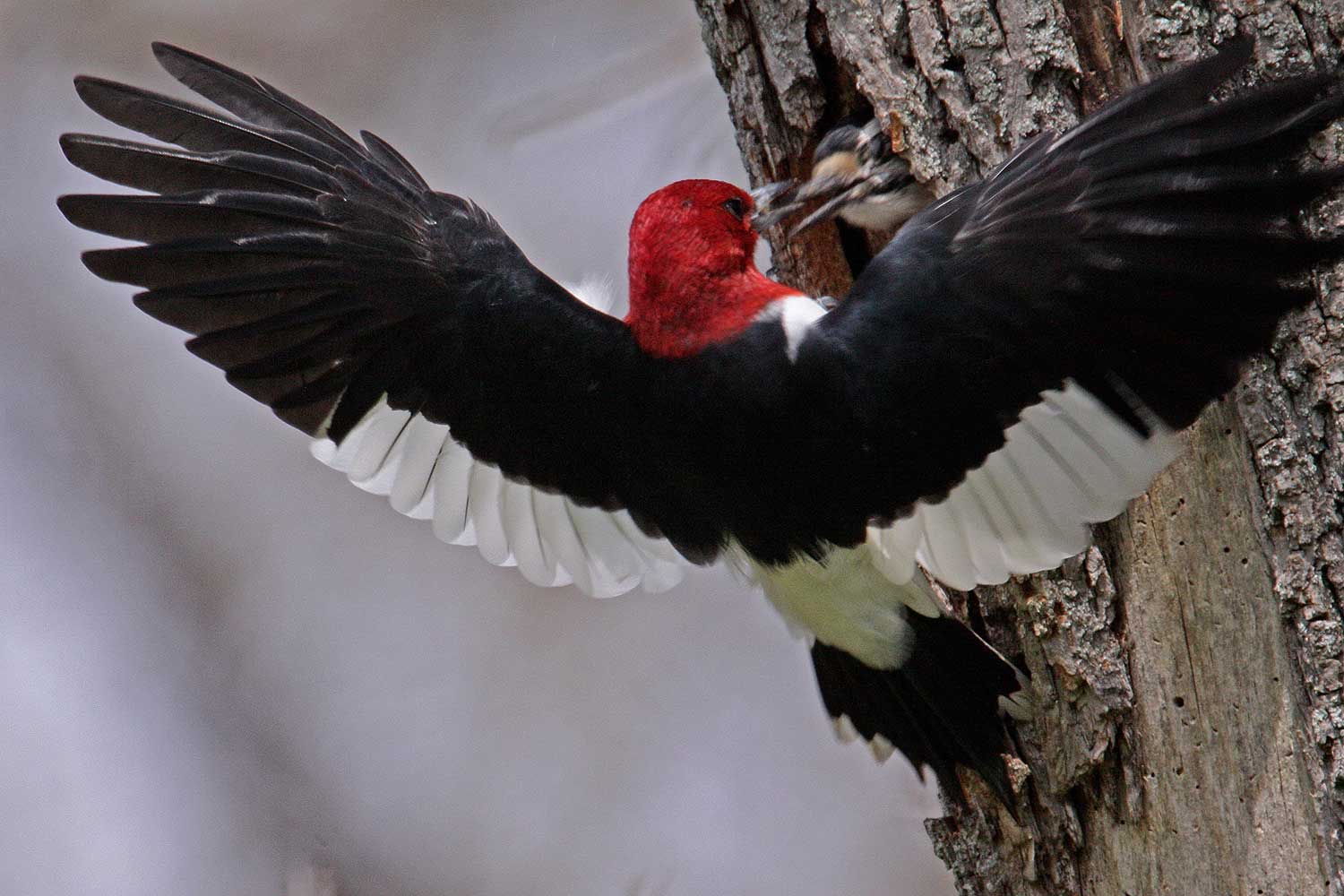 A red-headed woodpecker with its wings outstretched as tries to get into a tree cavity occupied by another bird.