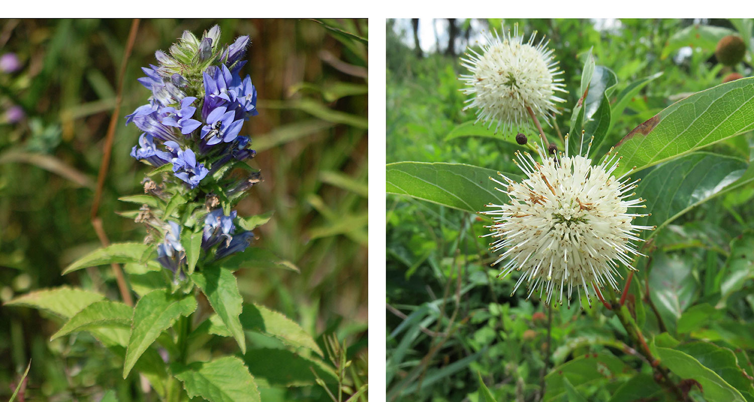Great blue lobelia and button bush.