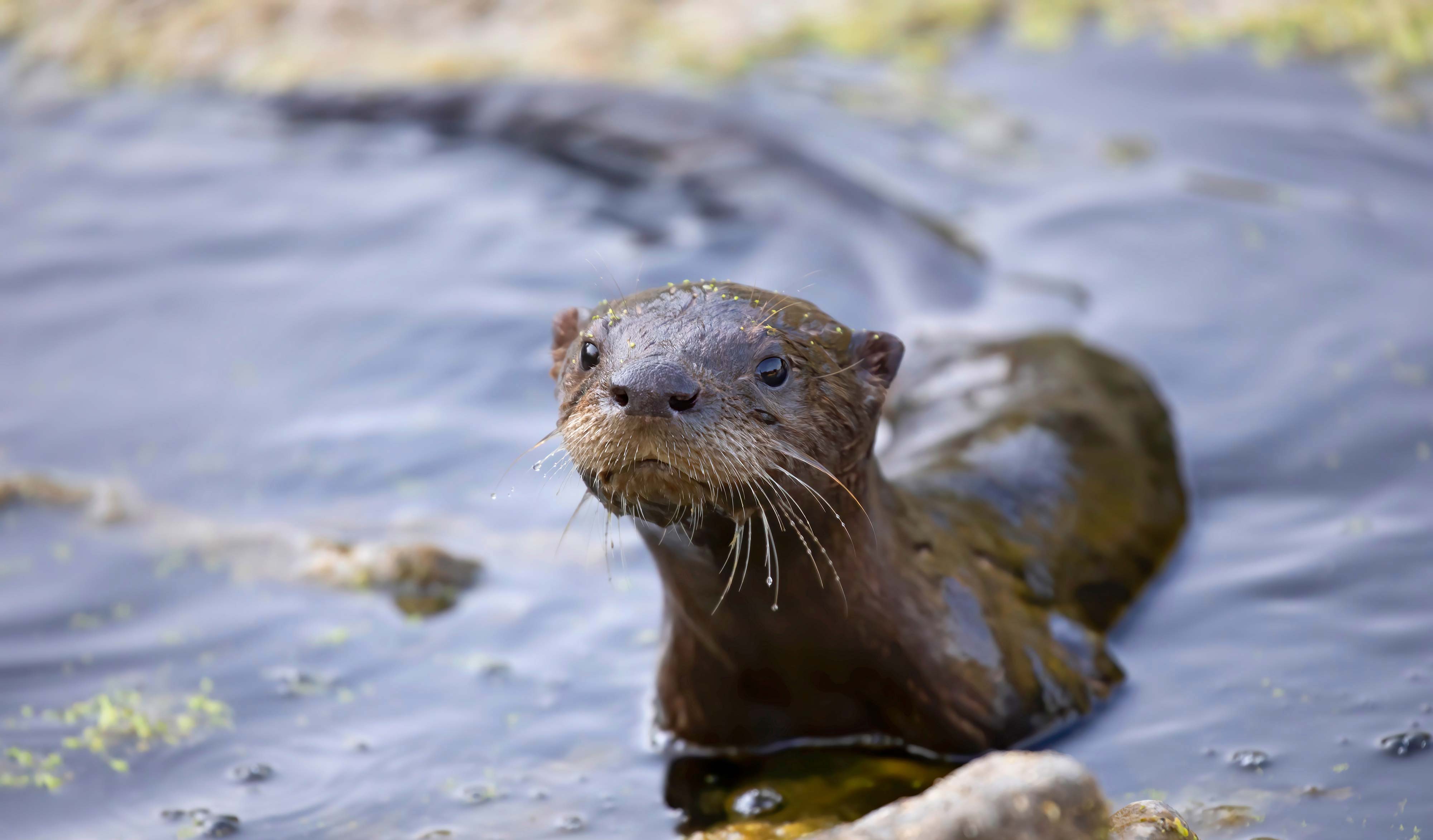 A river otter poking out of the water.