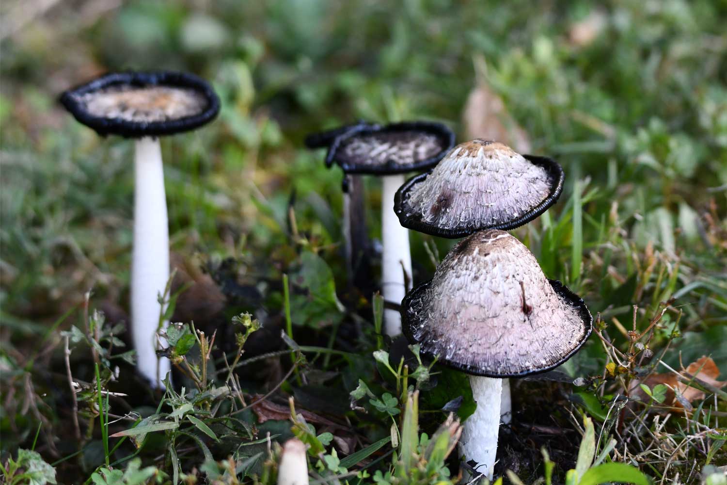 Shaggy mane mushroom fungus among grasses.