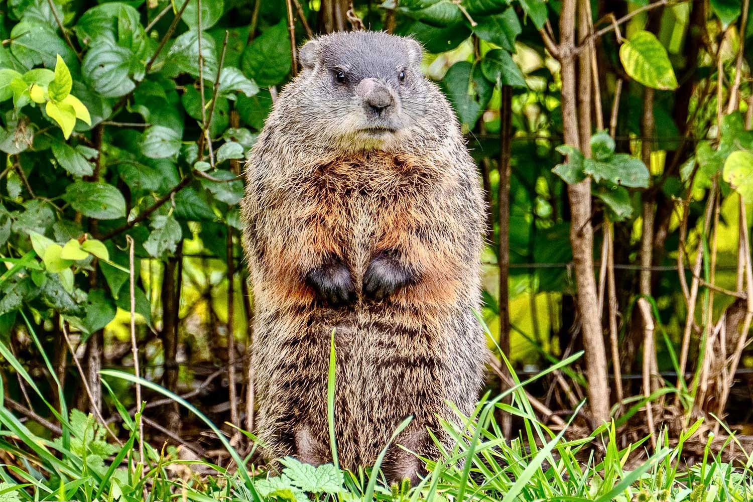 Groundhog standing on two legs in grass with vegetation in the background.