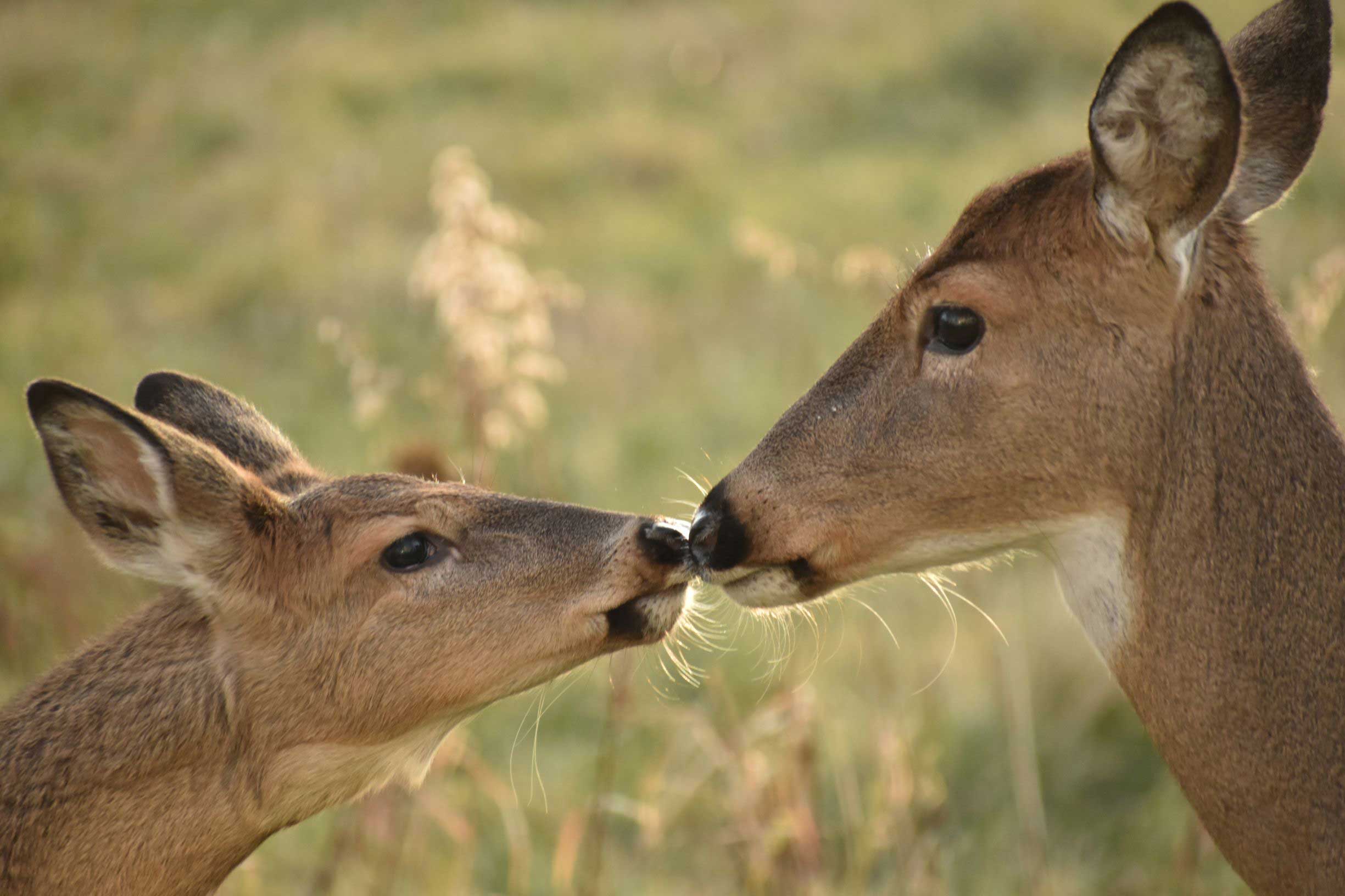Two deer touching noses in a field.
