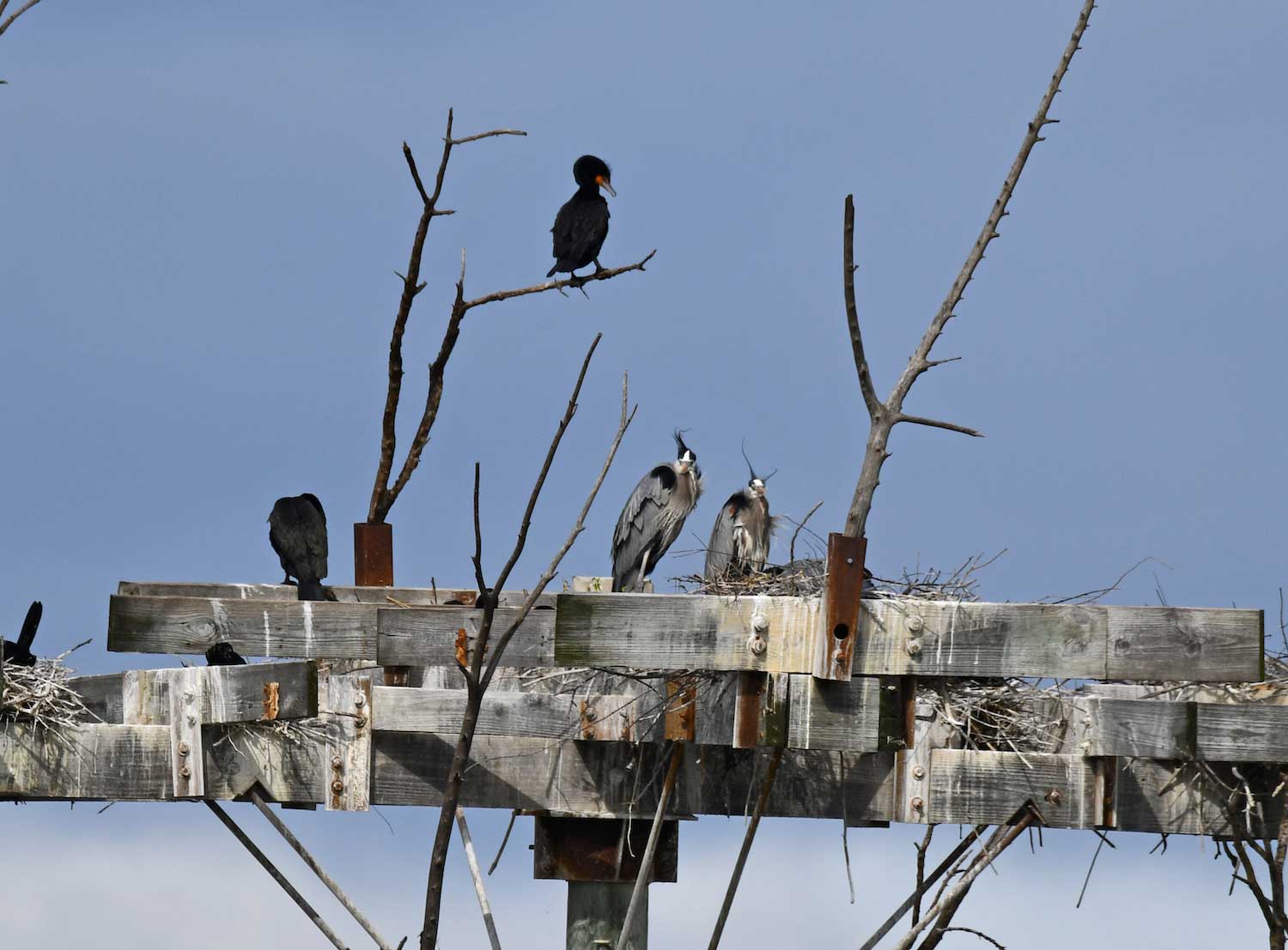 Double-crested cormorants and great blue herons perched in nesting platforms.
