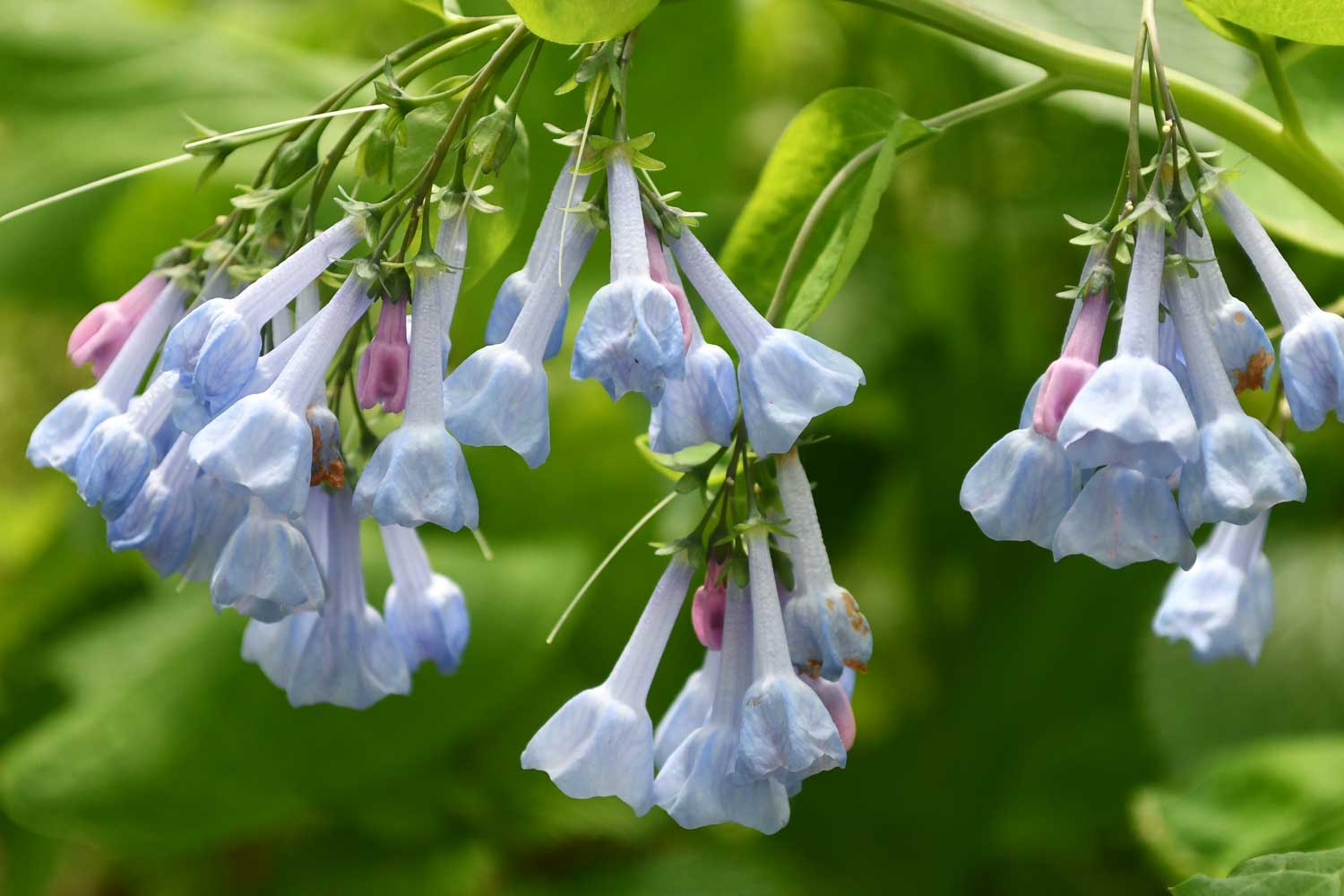 Virginia bluebells growing with other vegetation in the background.