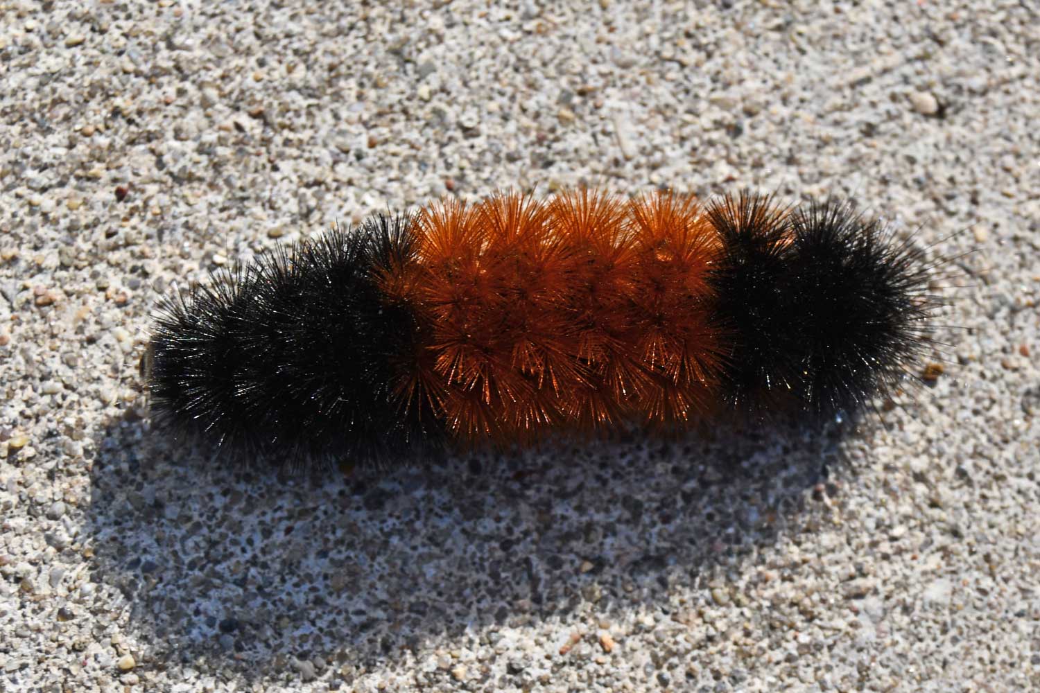 Woolly bear caterpillar crawling across a trail.