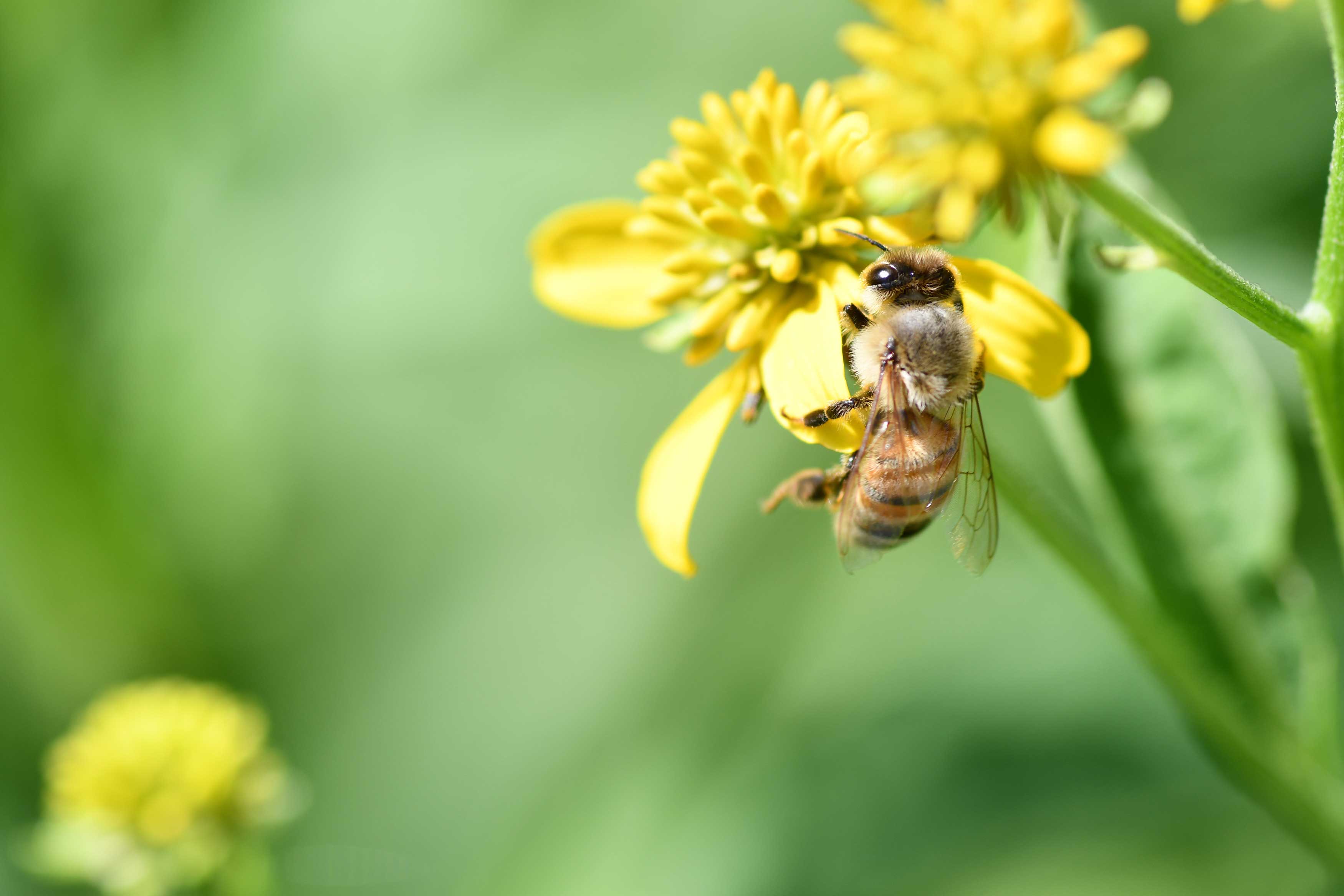 A bee collects nectar from a yellow flower.
