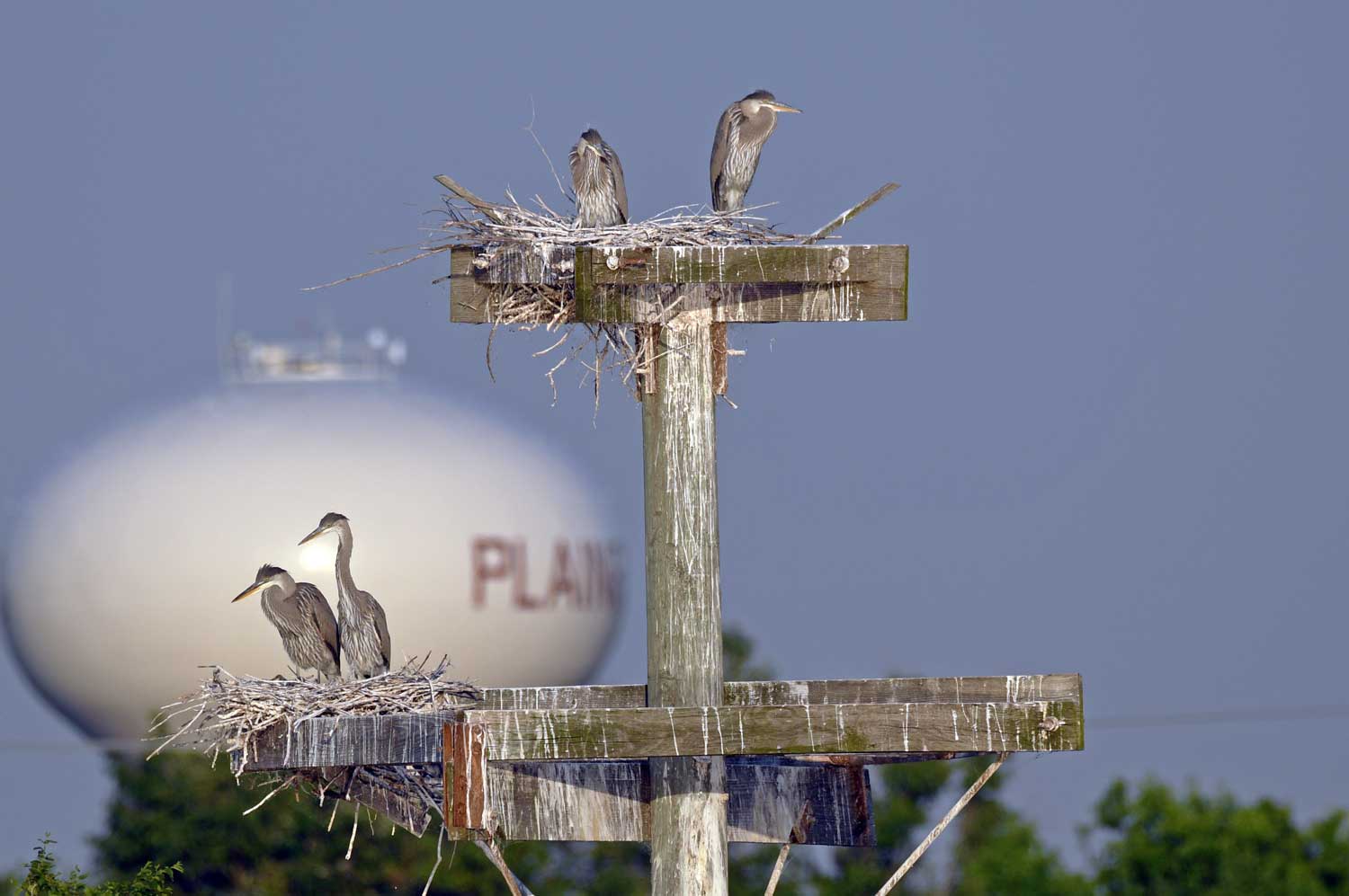 Four great blue herons perched in a nesting platform with a water tower in the background.