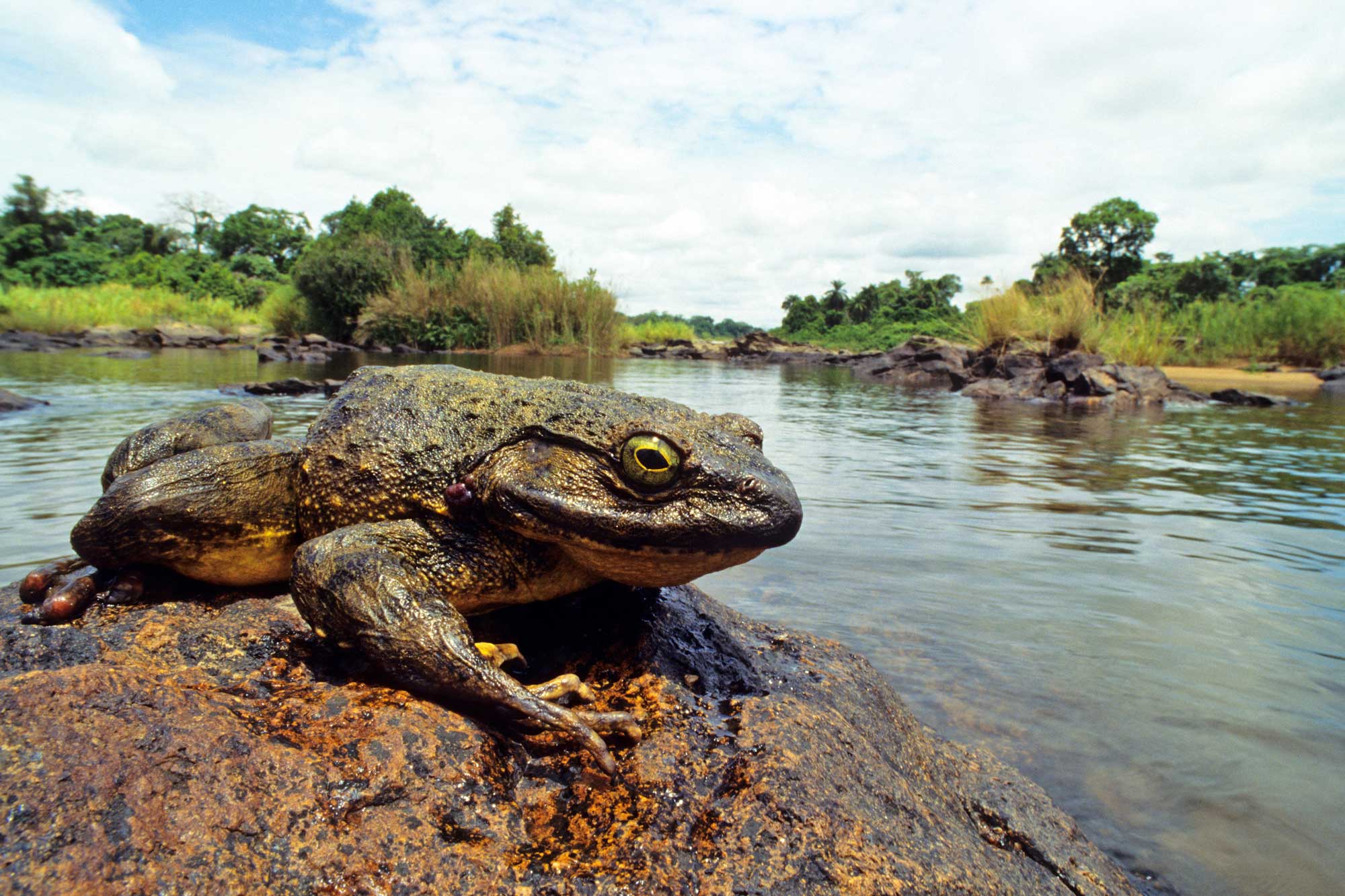 A goliath frog sits on a rock along a river.