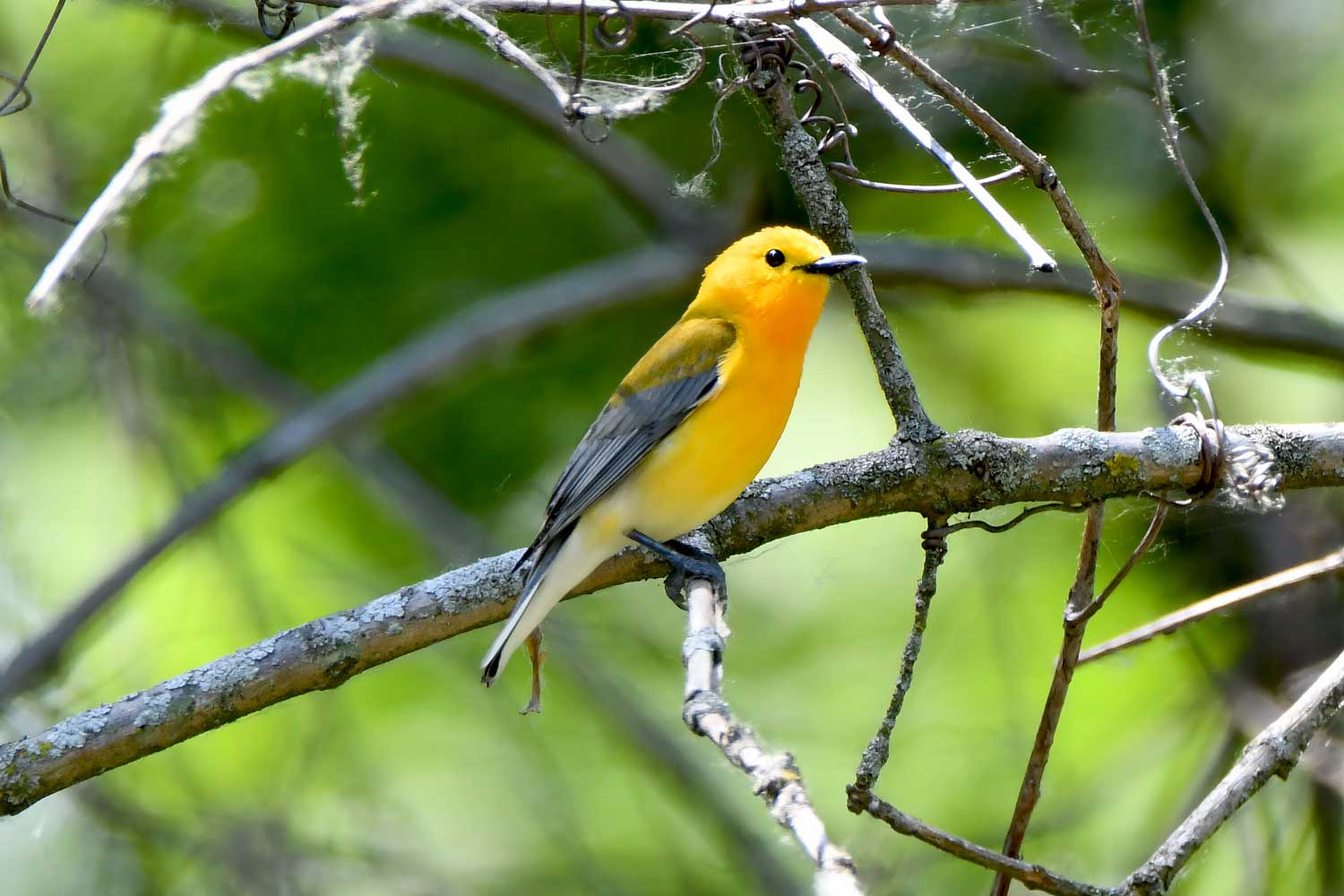 Prothonotary warbler perched on a branch with leaves and other branches in the background.