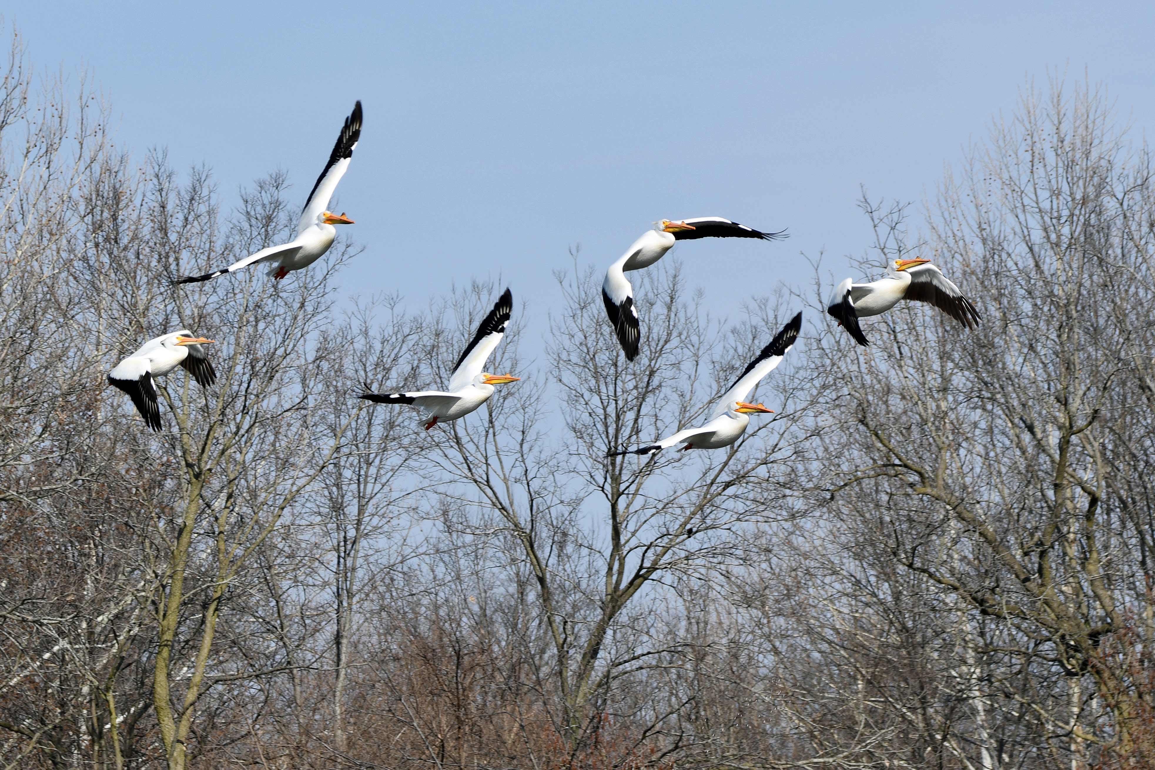 A group of American white pelicans in flight.