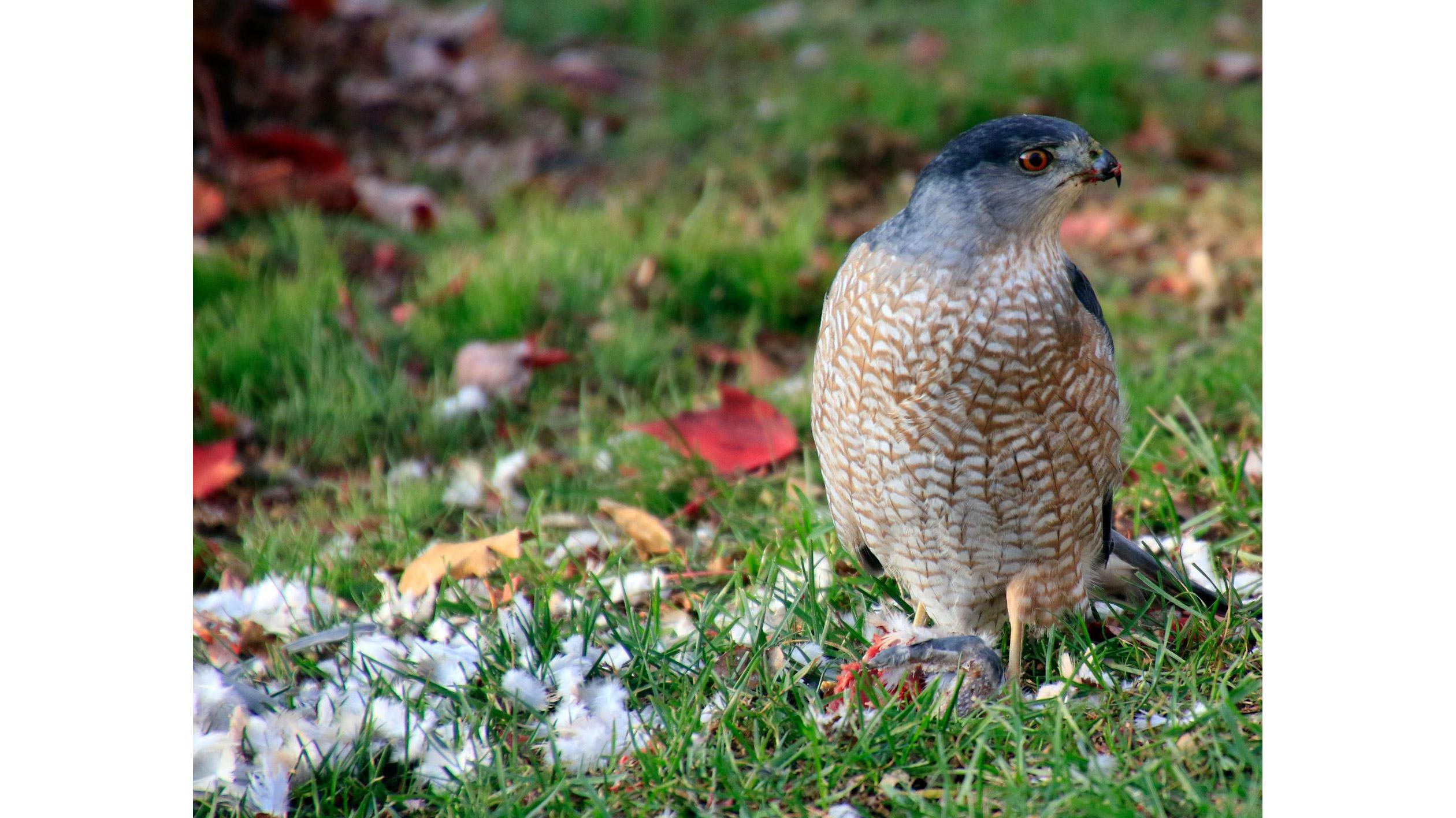 A cooper's hawk with its prey.